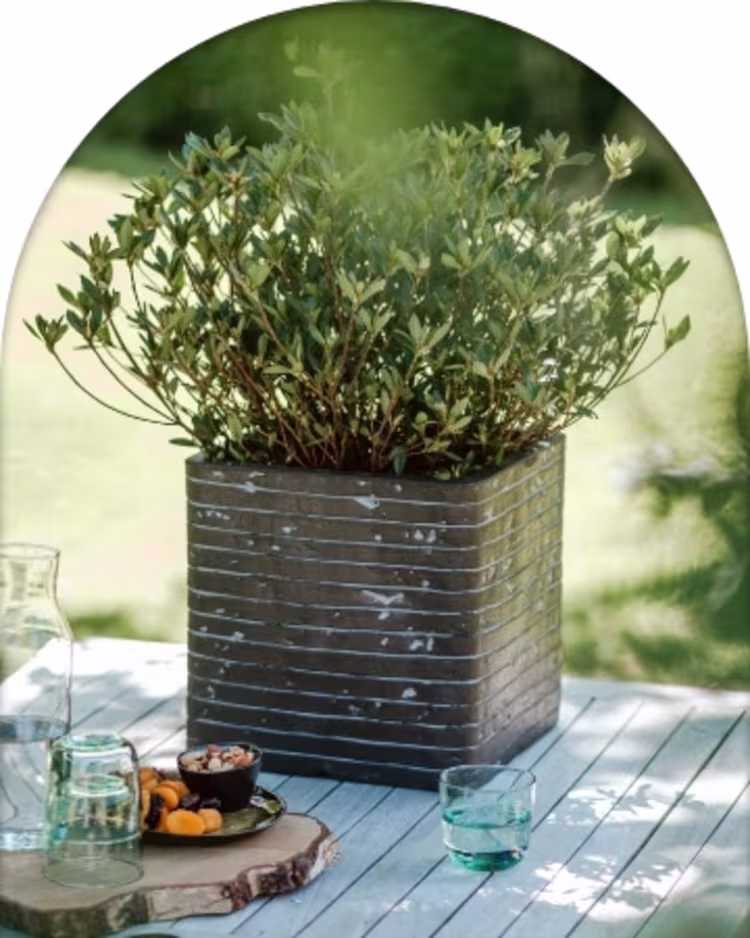 Shop the Nature Row collection figure image
