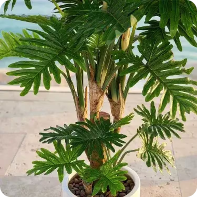 Potted split-leaf philodendron plant outdoors.