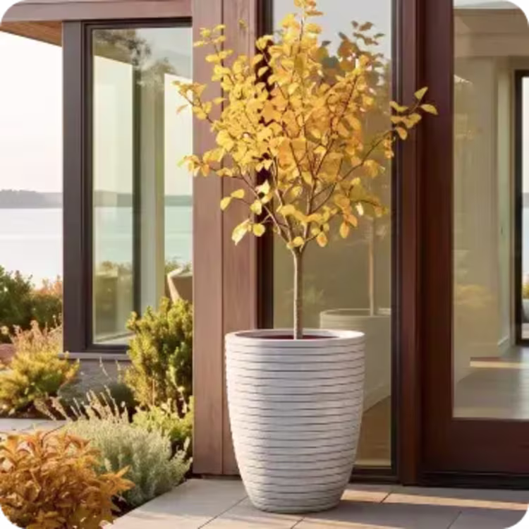 Tall white planter with a golden-leaf tree beside a modern coastal home entrance.