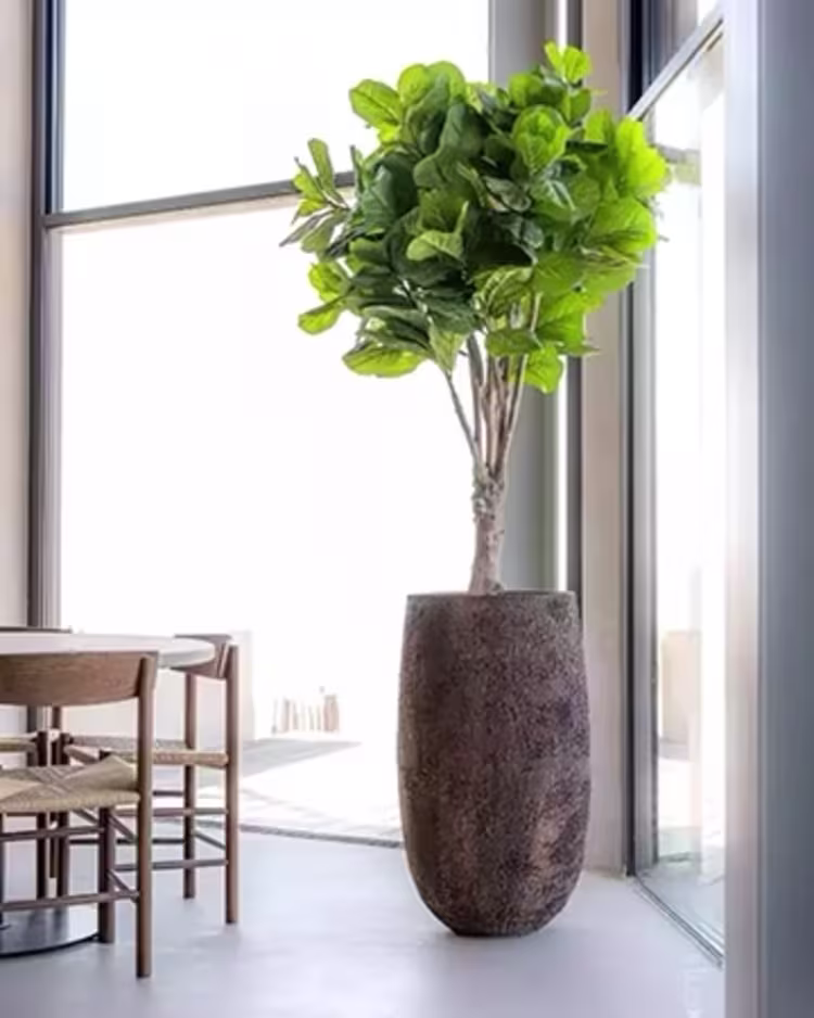 Trees figure image