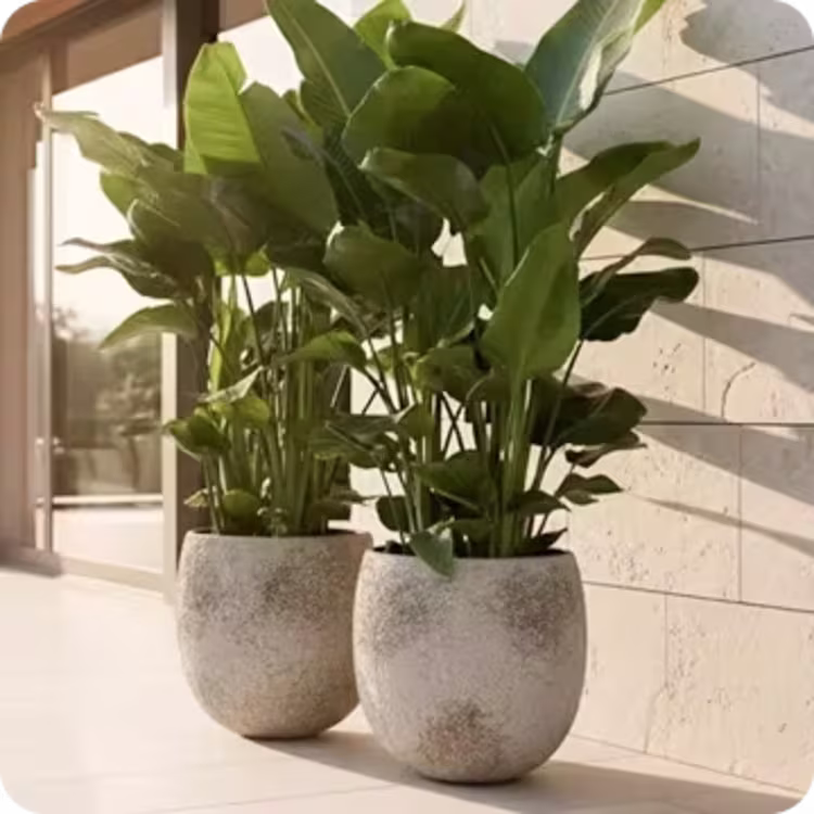 Shop Bowl Planters figure image