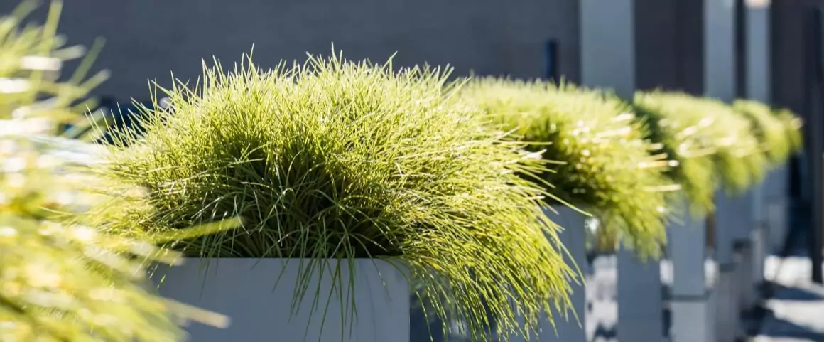 The best artificial plants for the outdoors | AuthenTEAK