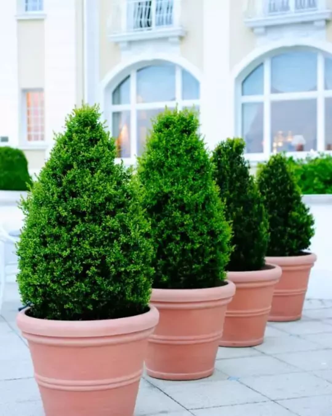 Shrubs figure image