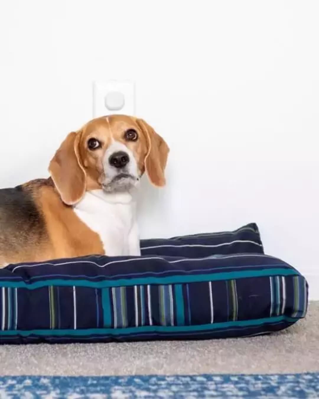 Dog beds figure image