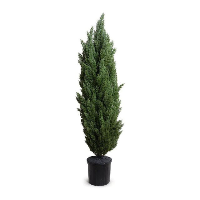 Enduraleaf 6' Faux Italian Cypress Tree