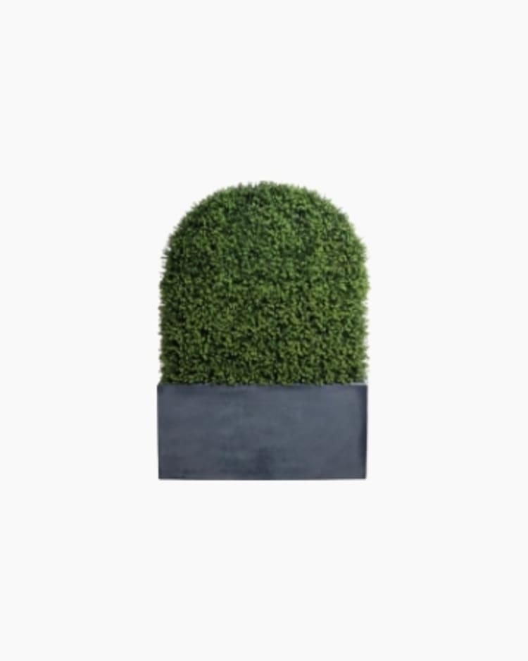 Shop hedges figure image