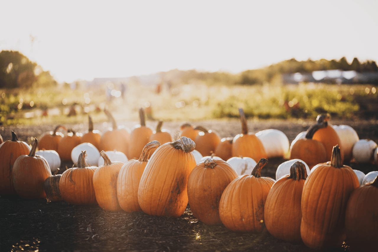 pumpkins in the sun