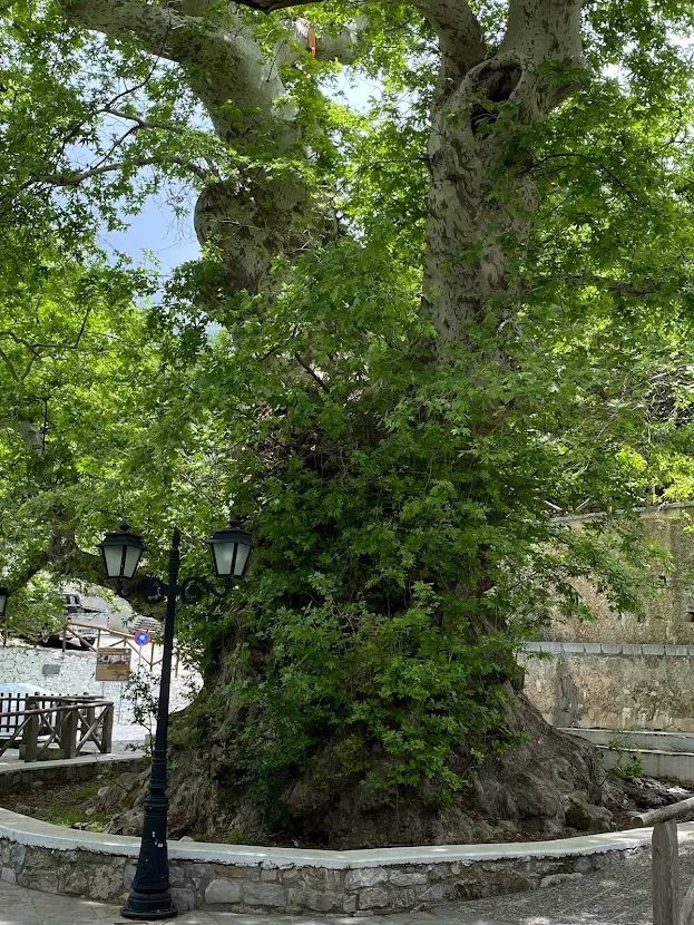 Krasi-Plane-Tree-Crete