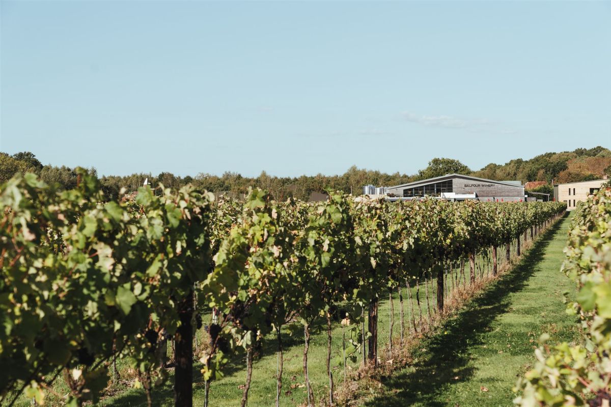 Kent Wineries a Vintage Voyage