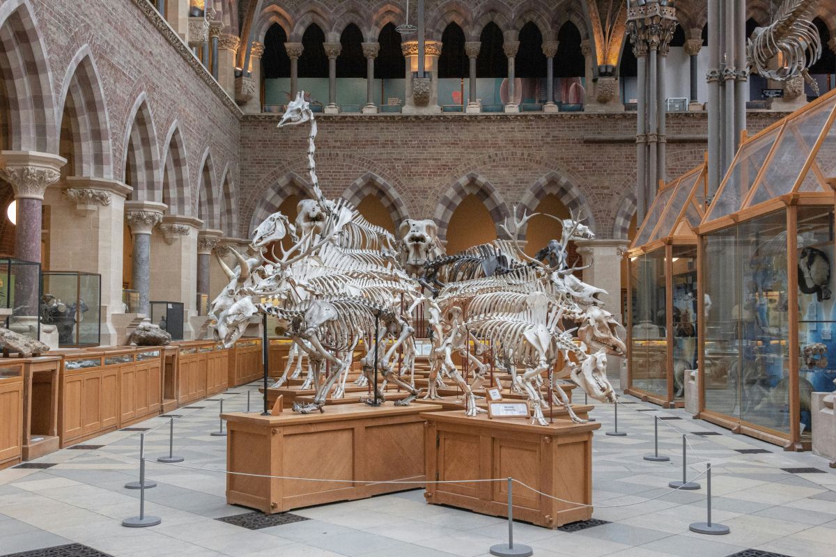 Oxford University Museum of Natural History