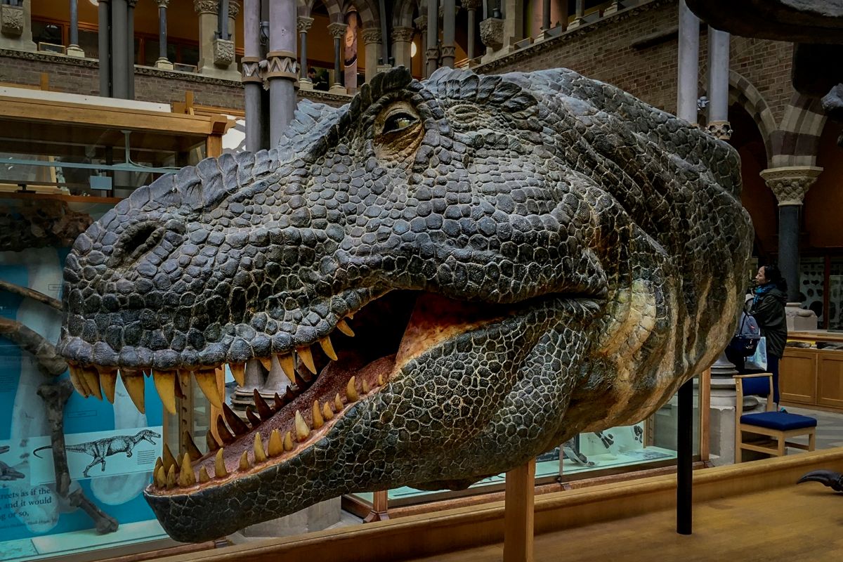 Pitt Rivers Museum