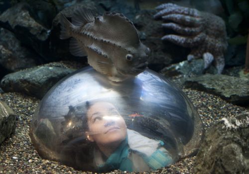 Aquarium of the Bay