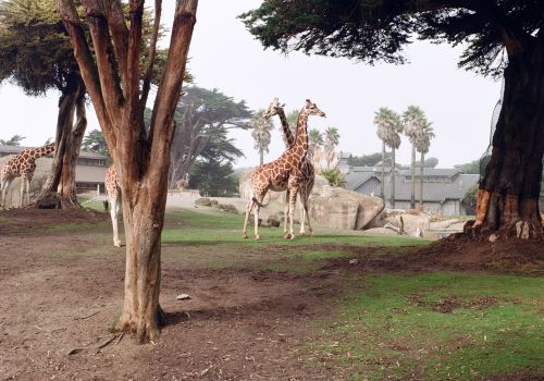San Francisco Zoo