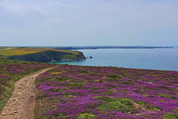 Moorland meander
