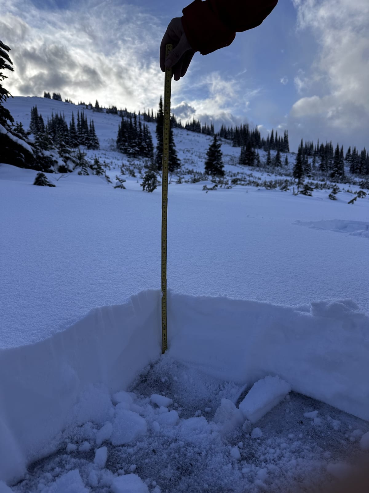 Snow isn't deep near the cabin, but the christmas terres are thick!