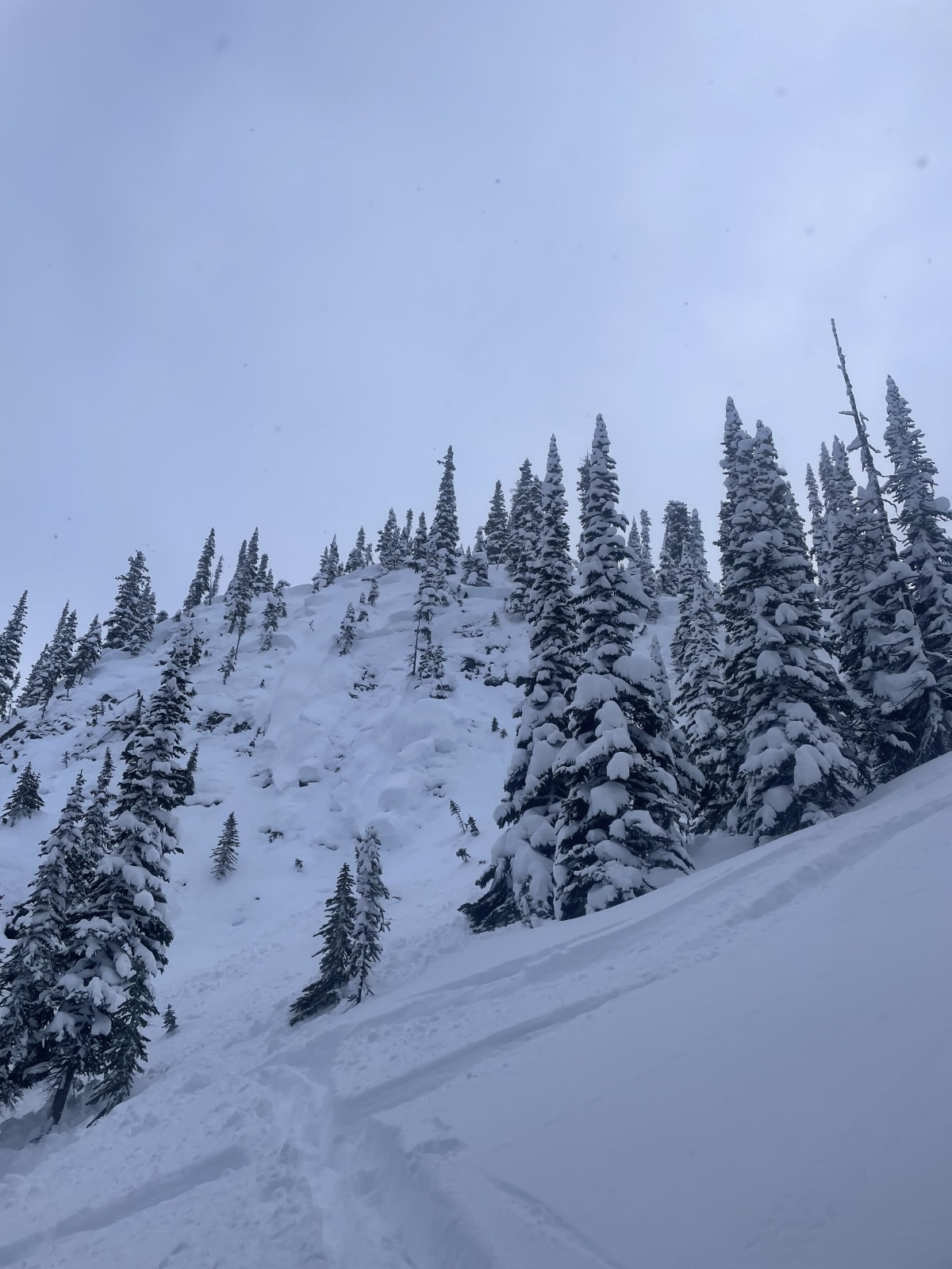 Crown width approx 150M