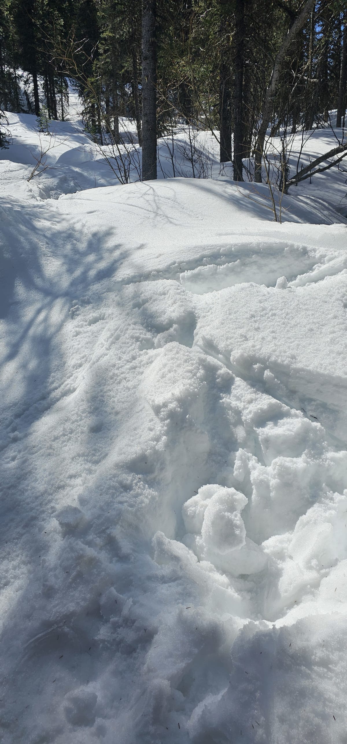 Below treeline snow absolutely decimated by sunlight - supportive layer turned unsupportive as soon as the sun hit it