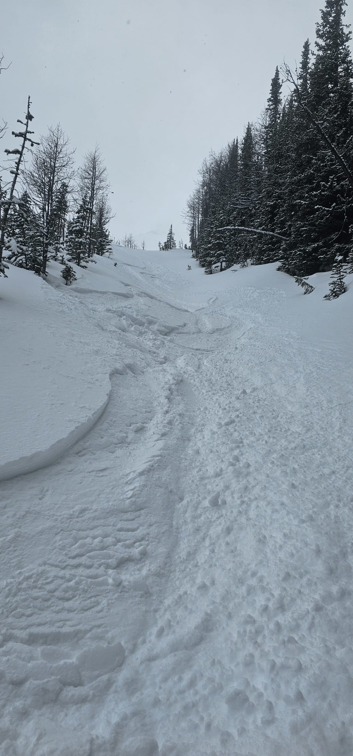 Deep fluffy powder (west facing)