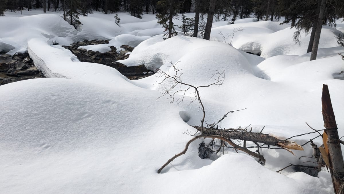 Tree that holds the cable used to cross the creek, if headed to Neil Colgan. 