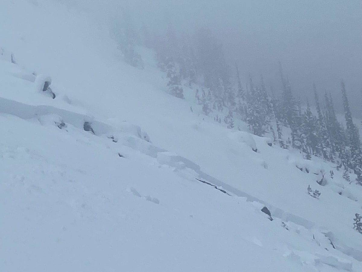 Crown just below cliff band.