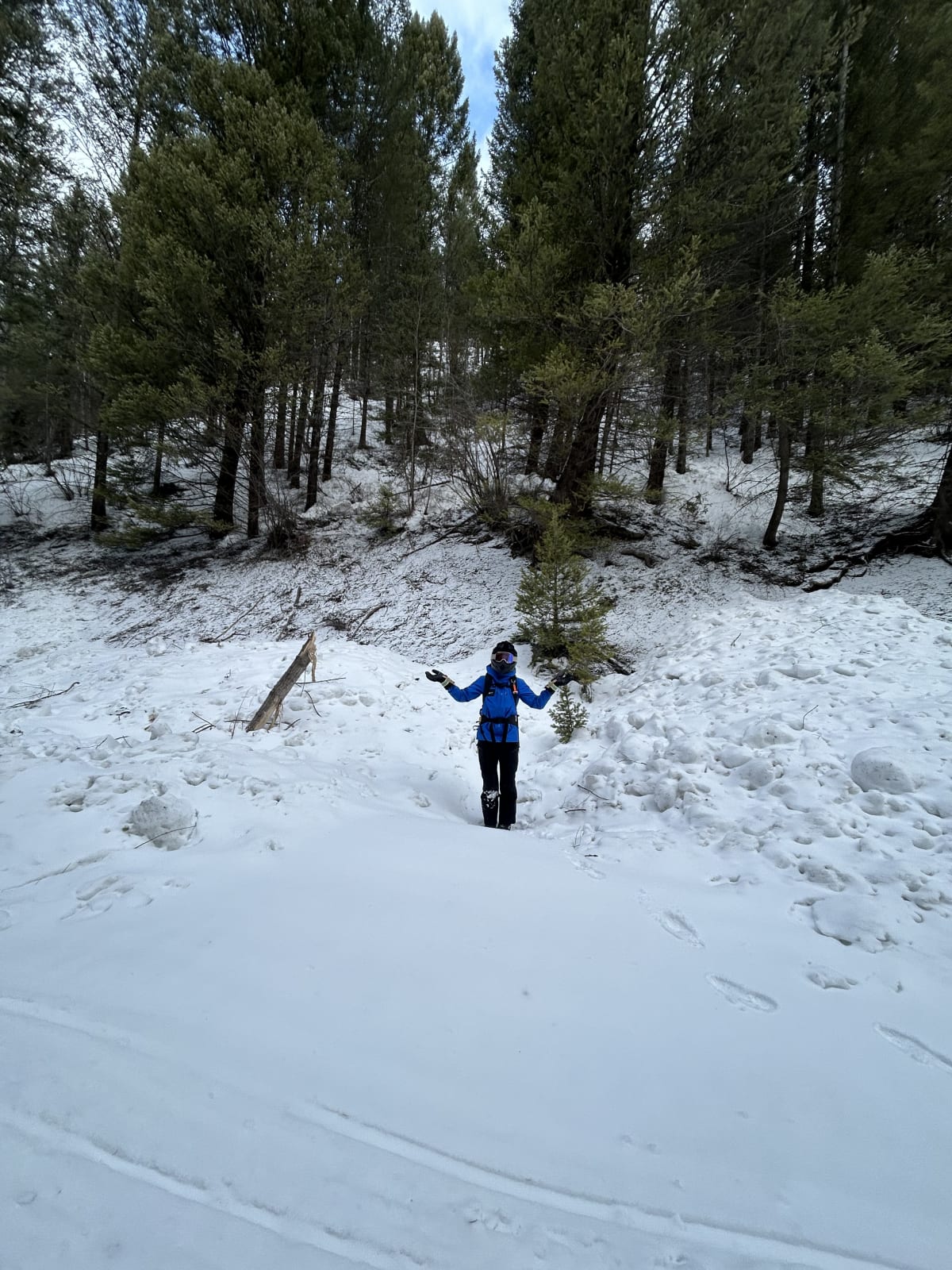 Wet loose avalanches … couple of days old, but clearly showing how trees don’t necessarily protect ya !