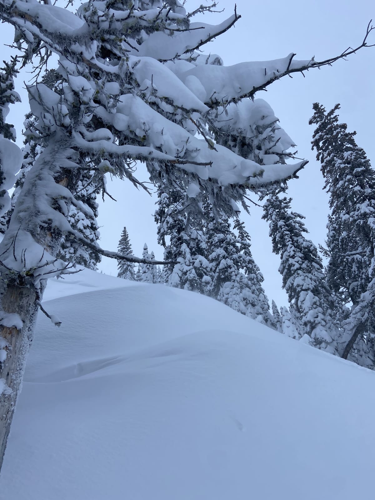 Some wind drifting on ridges in the trees. 