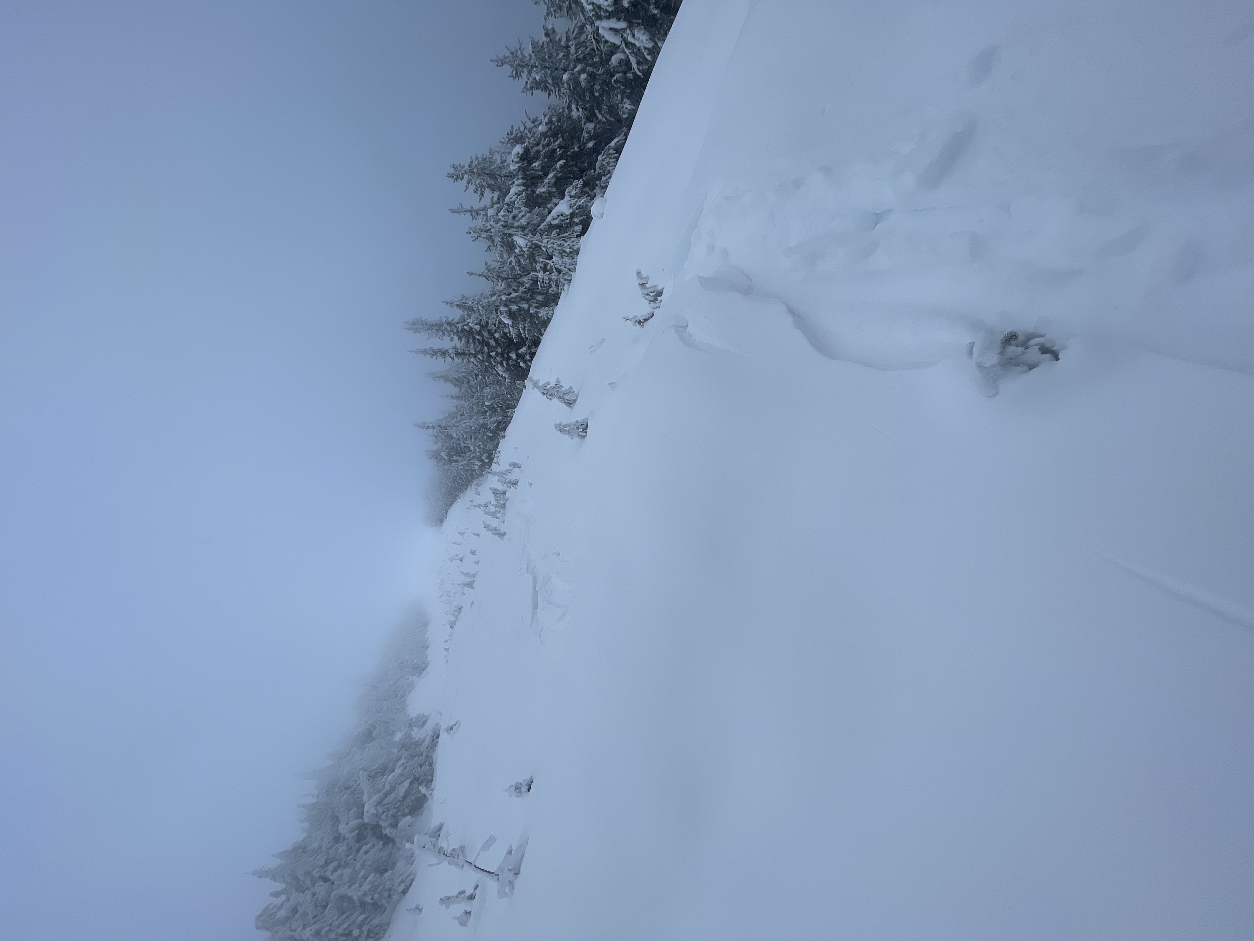 Observation photo 2