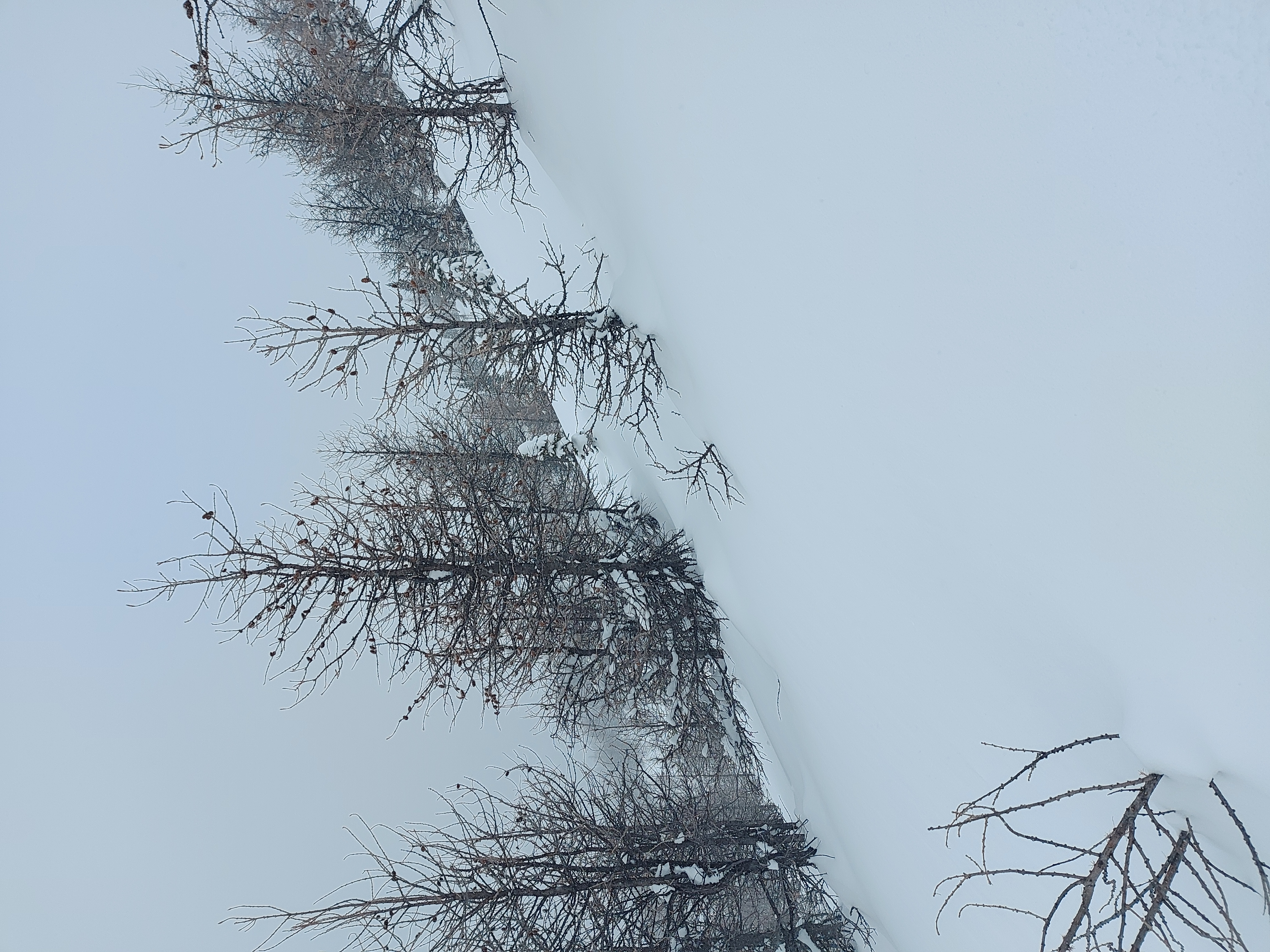 Gibbon pass  image