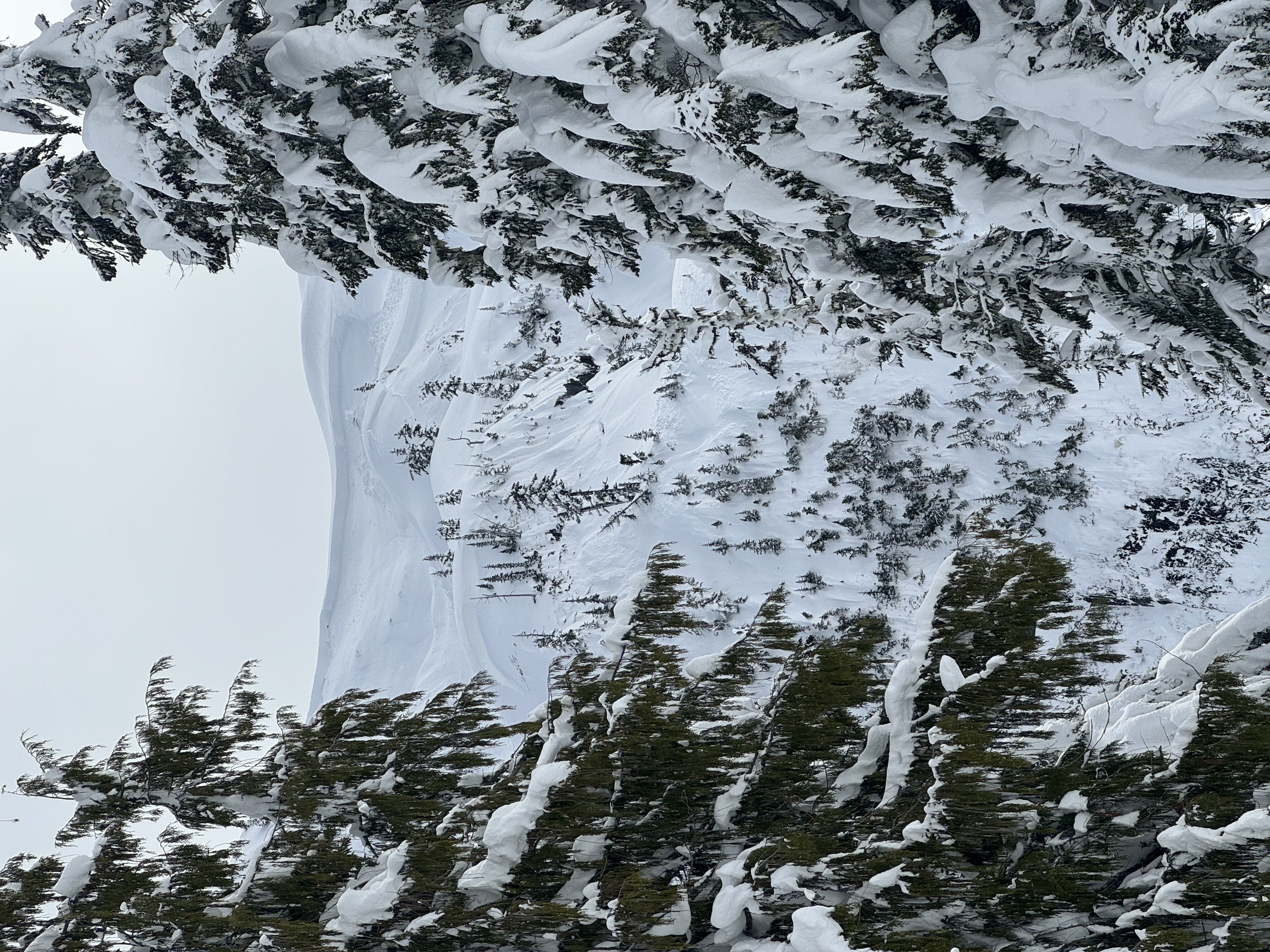 Observation photo 4