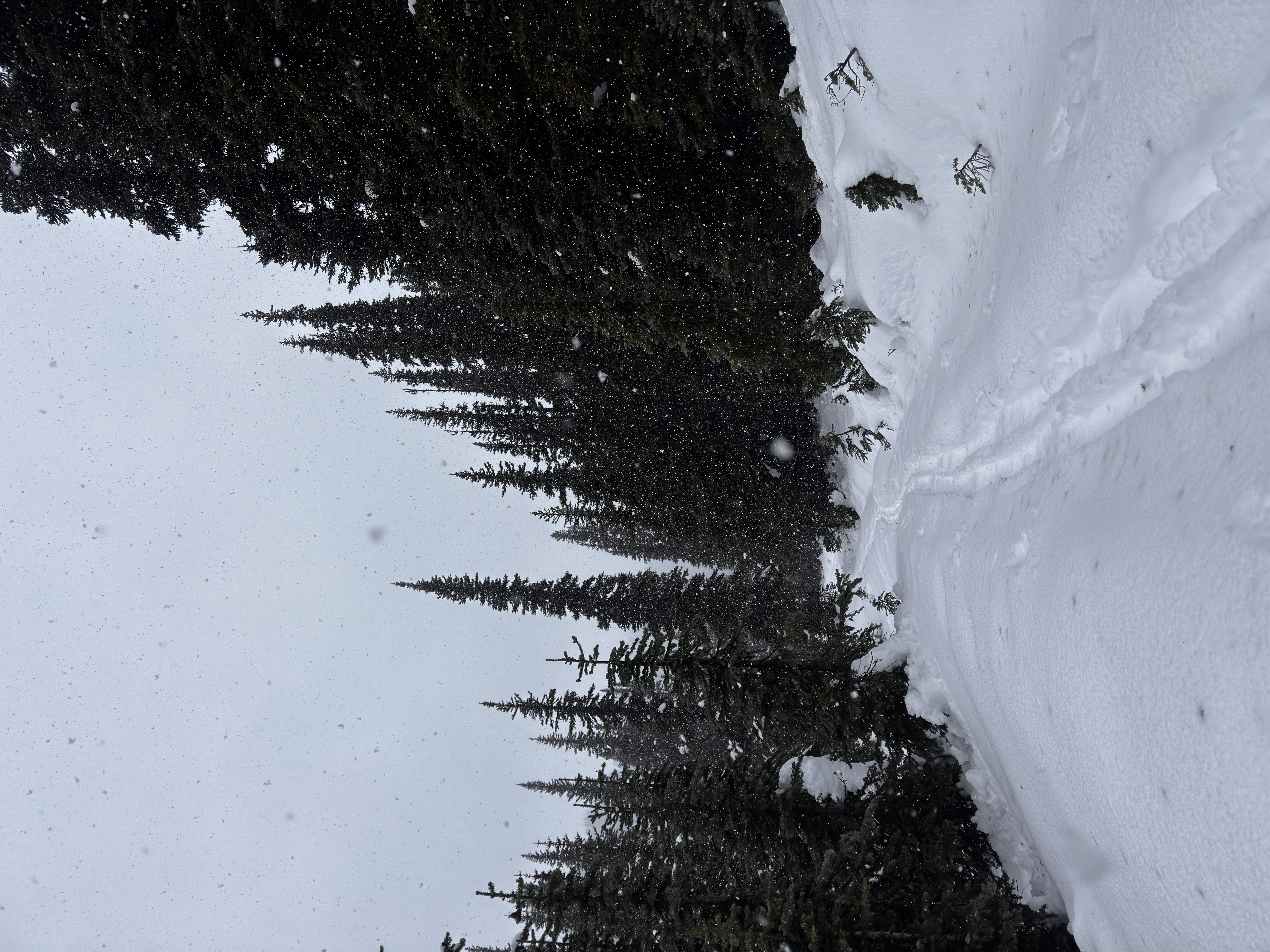 Observation photo