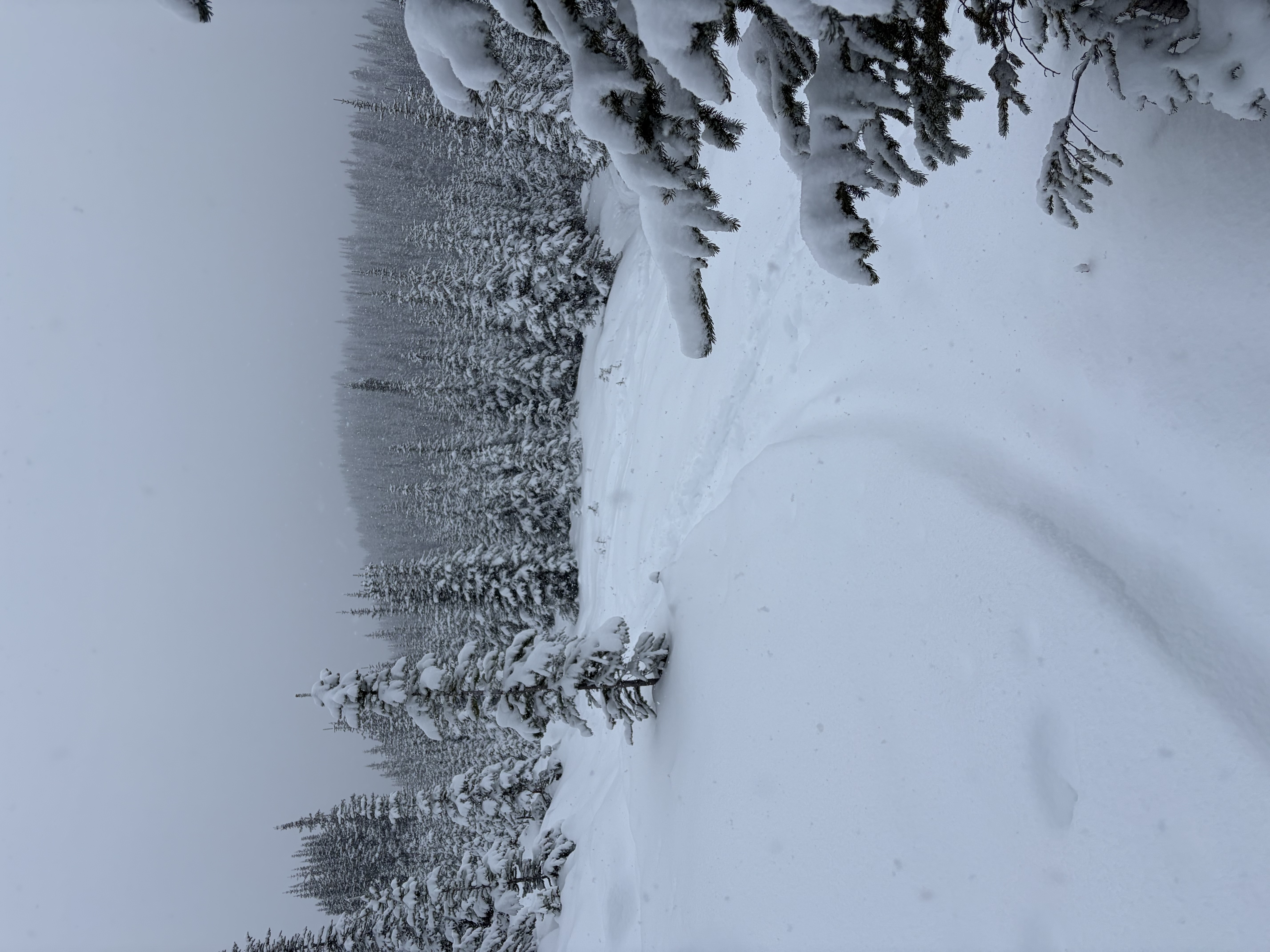 Observation photo