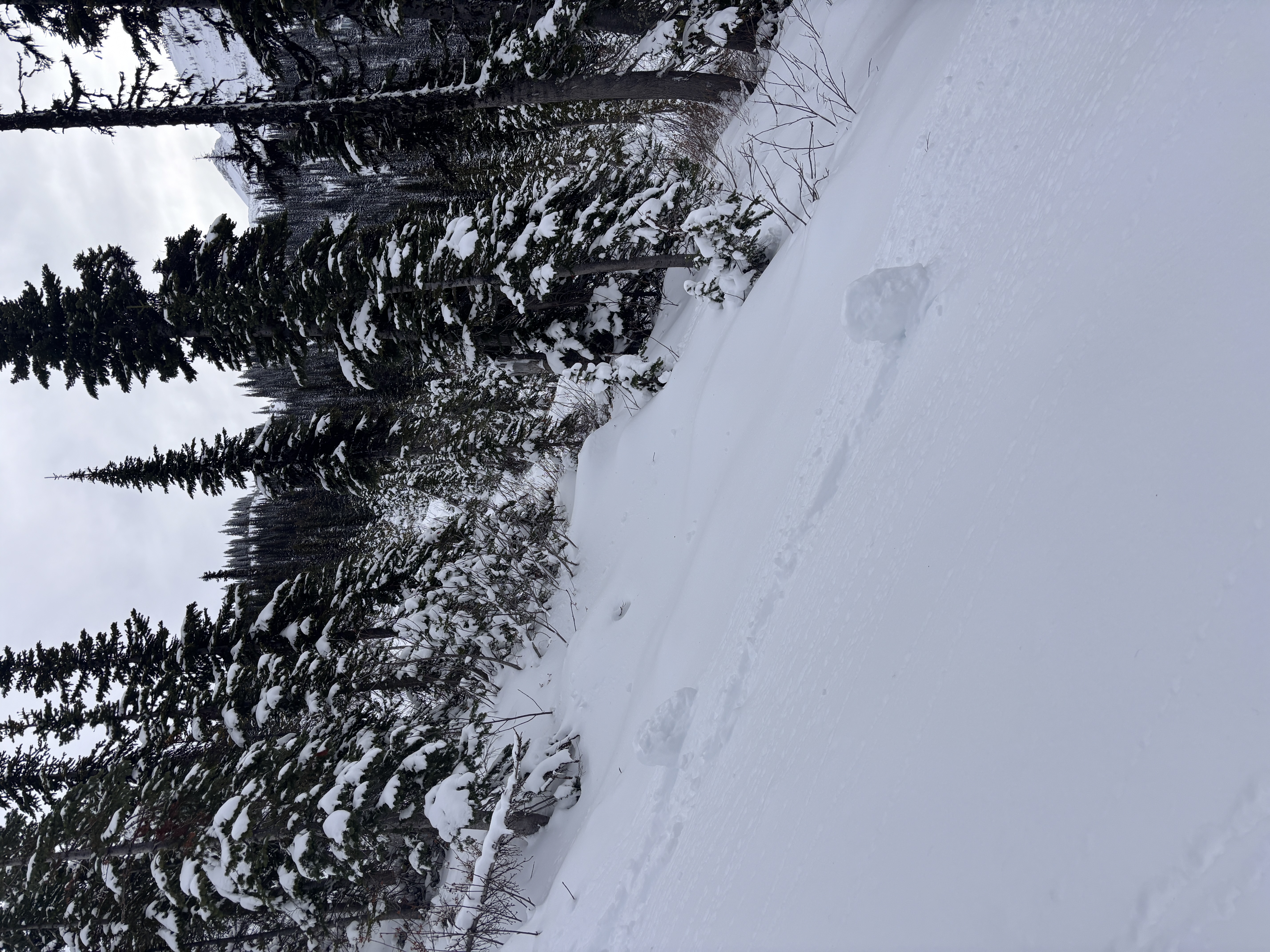 Observation photo