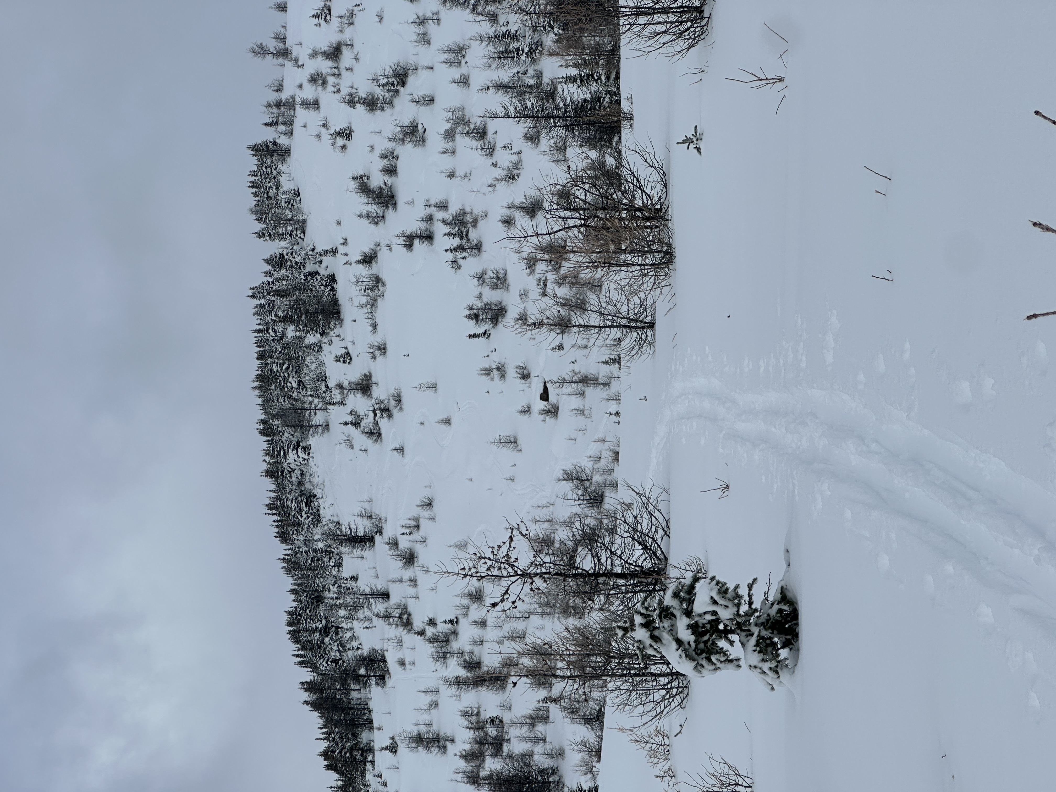 Observation photo