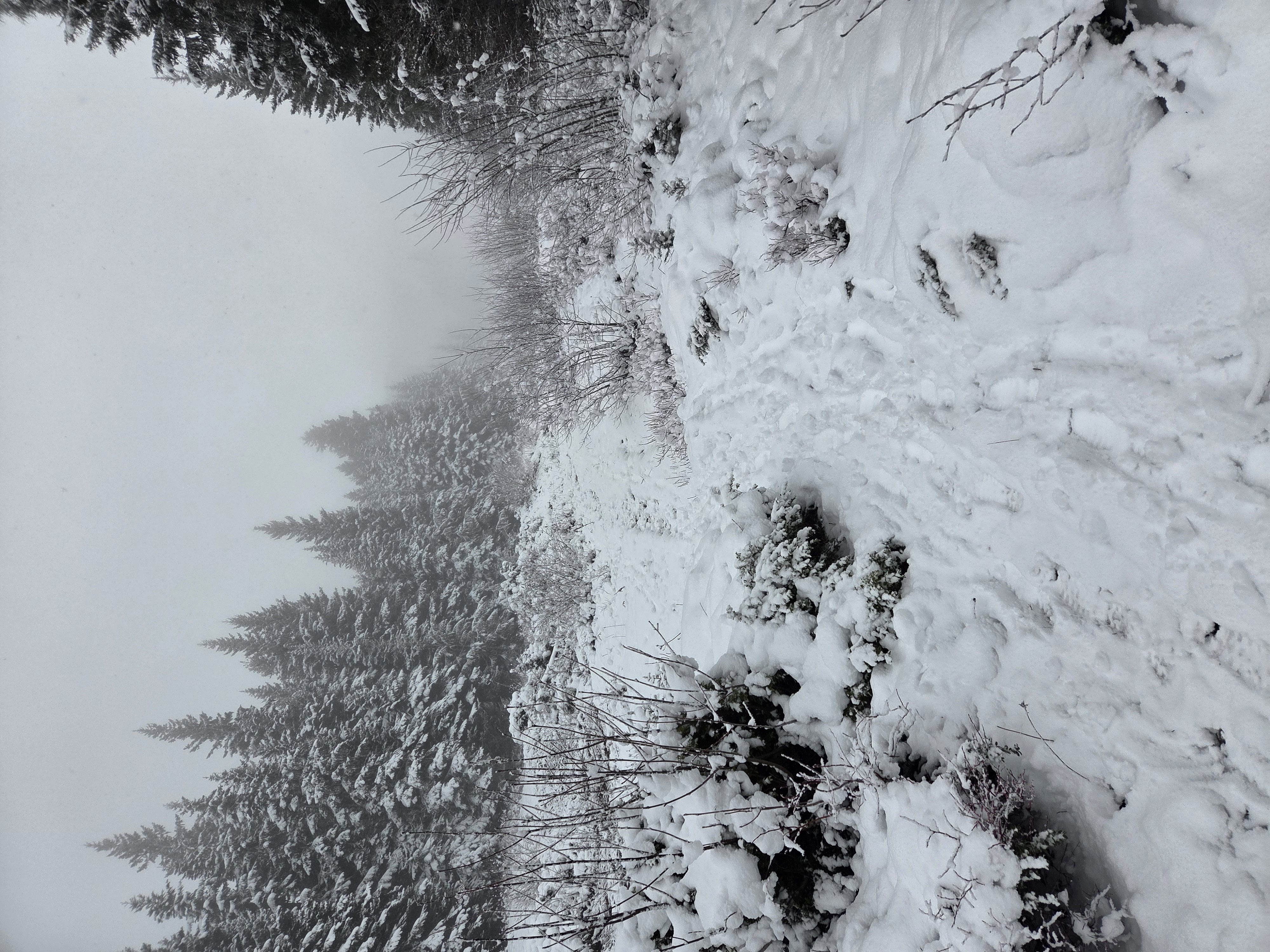 Observation photo