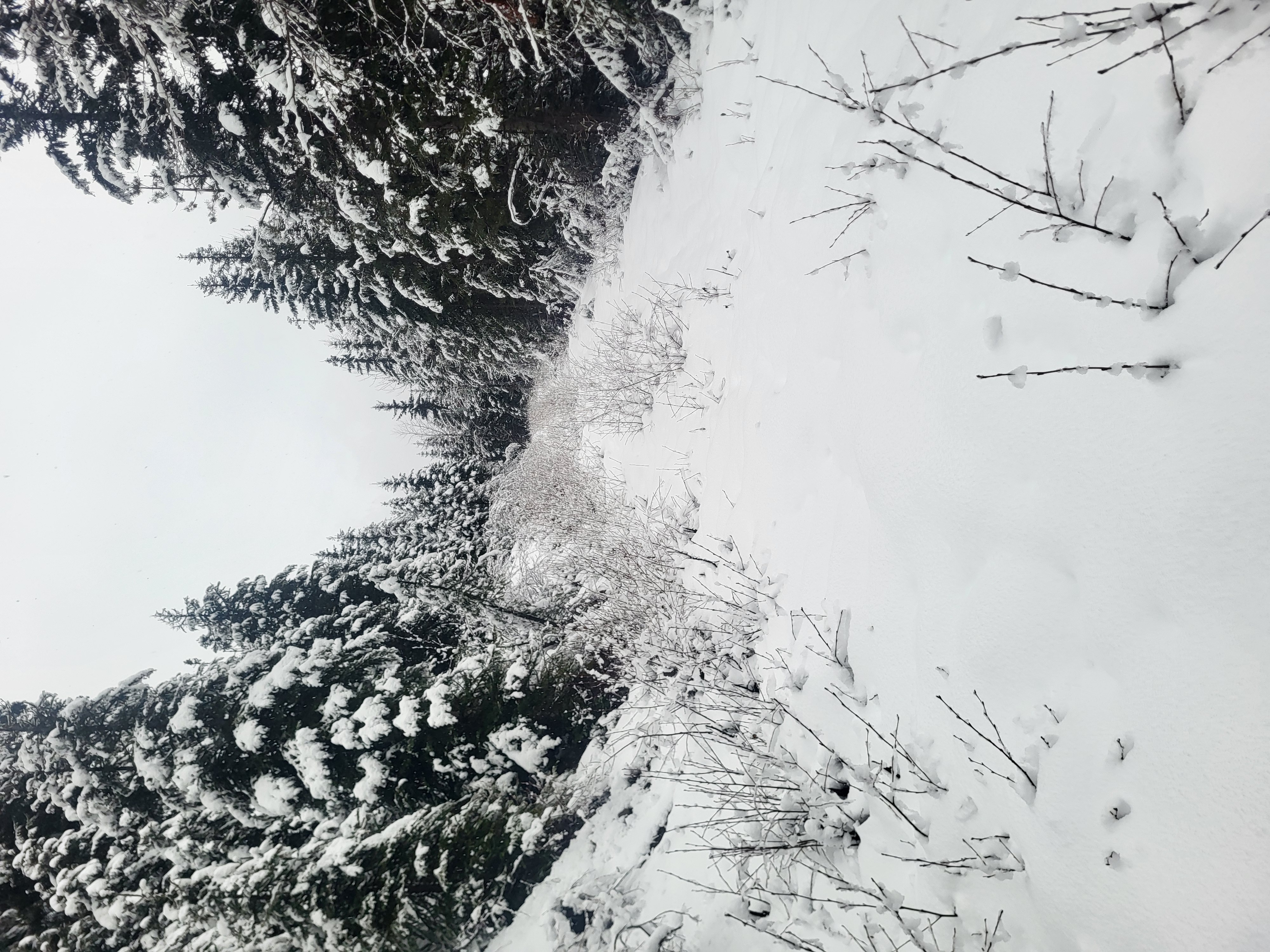 Observation photo