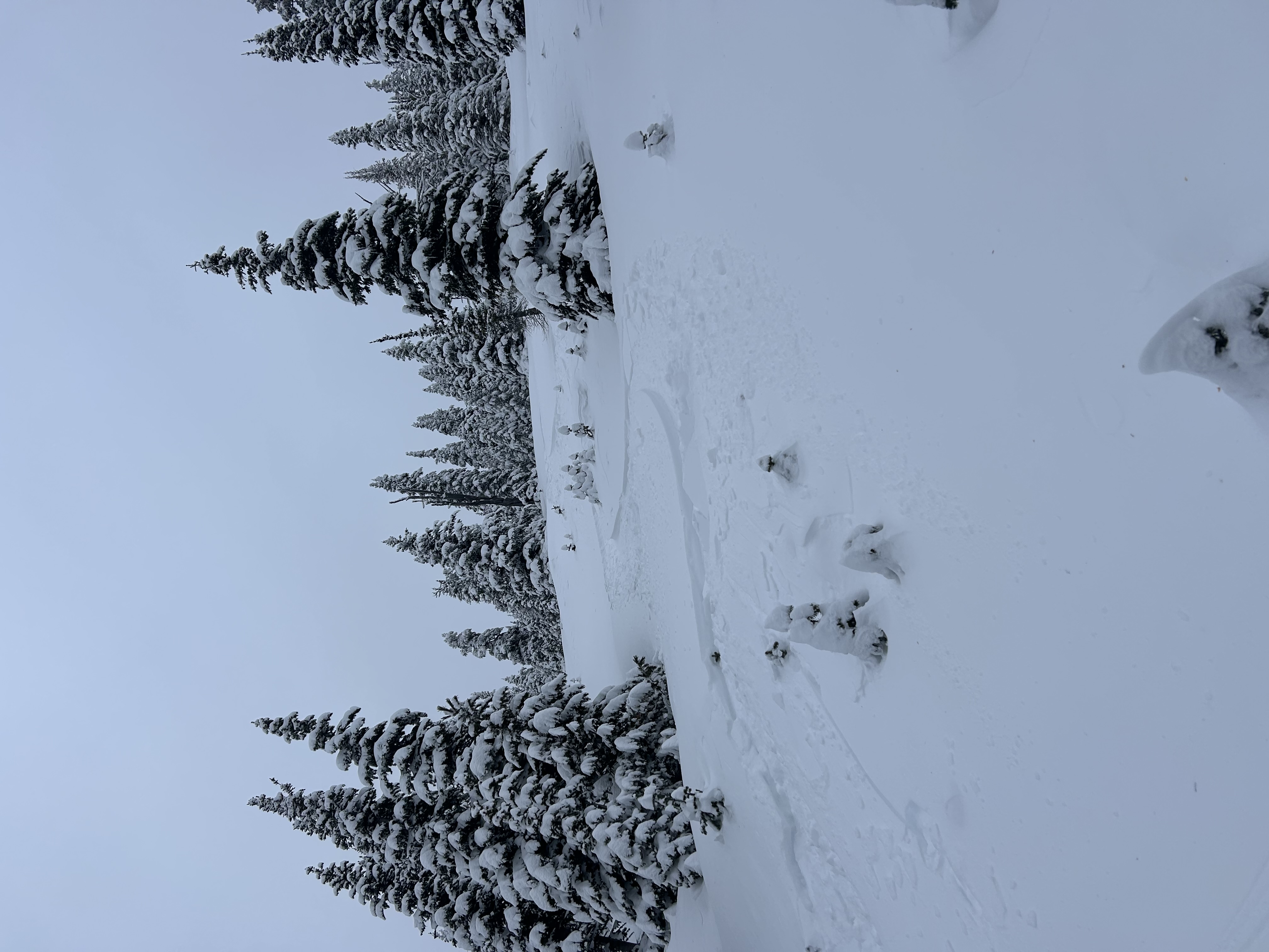 Observation photo