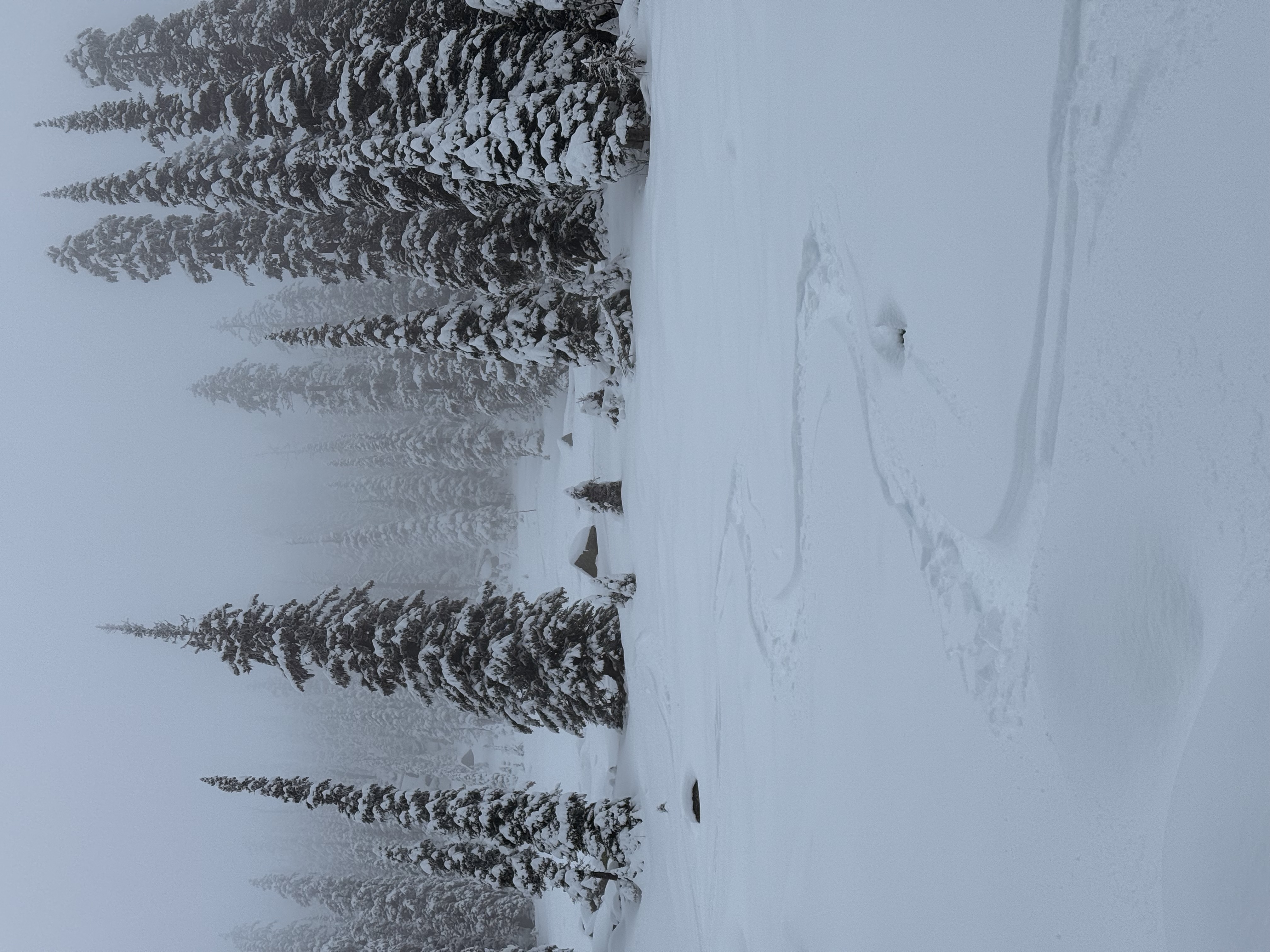 Observation photo