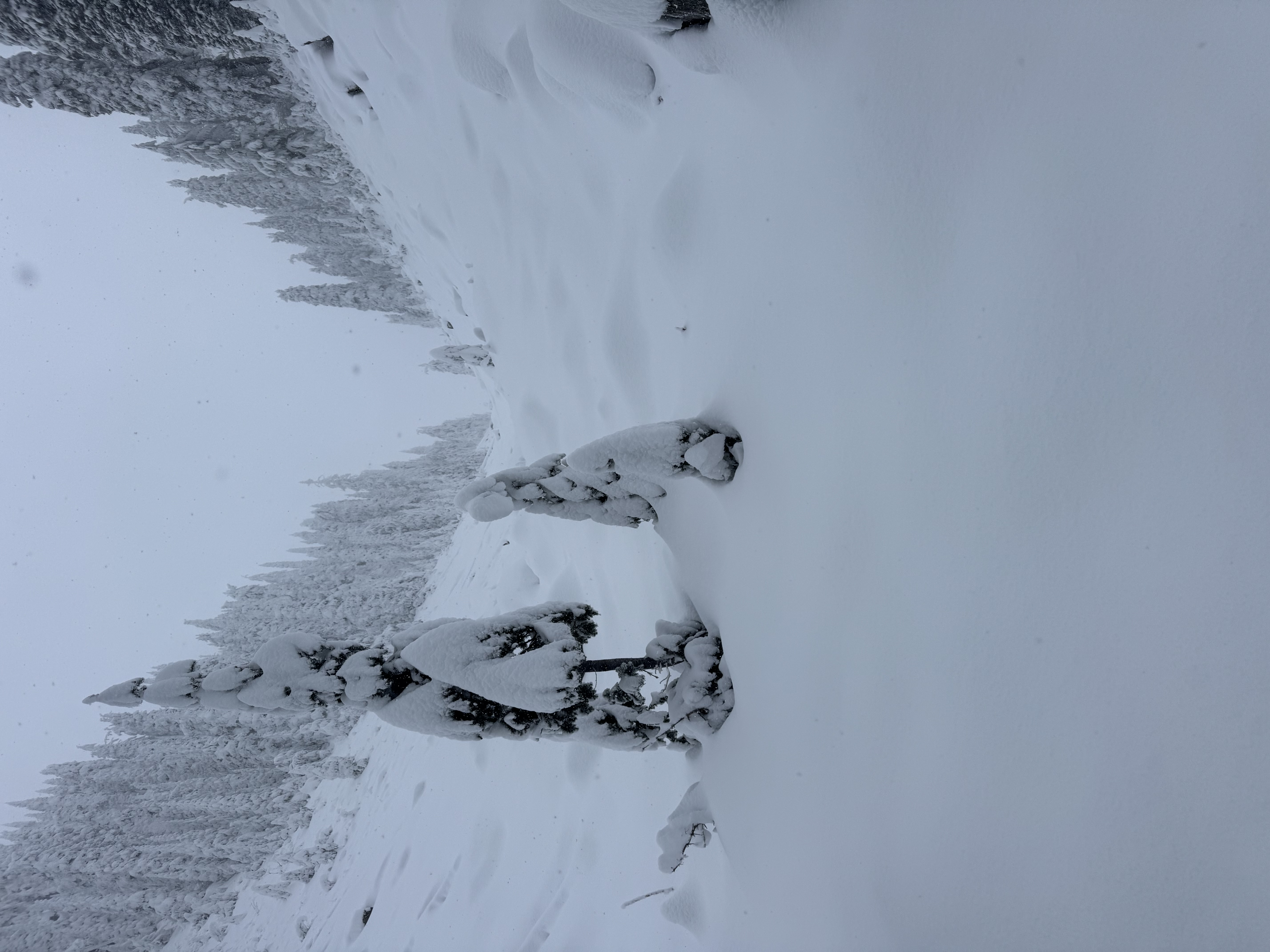 Observation photo