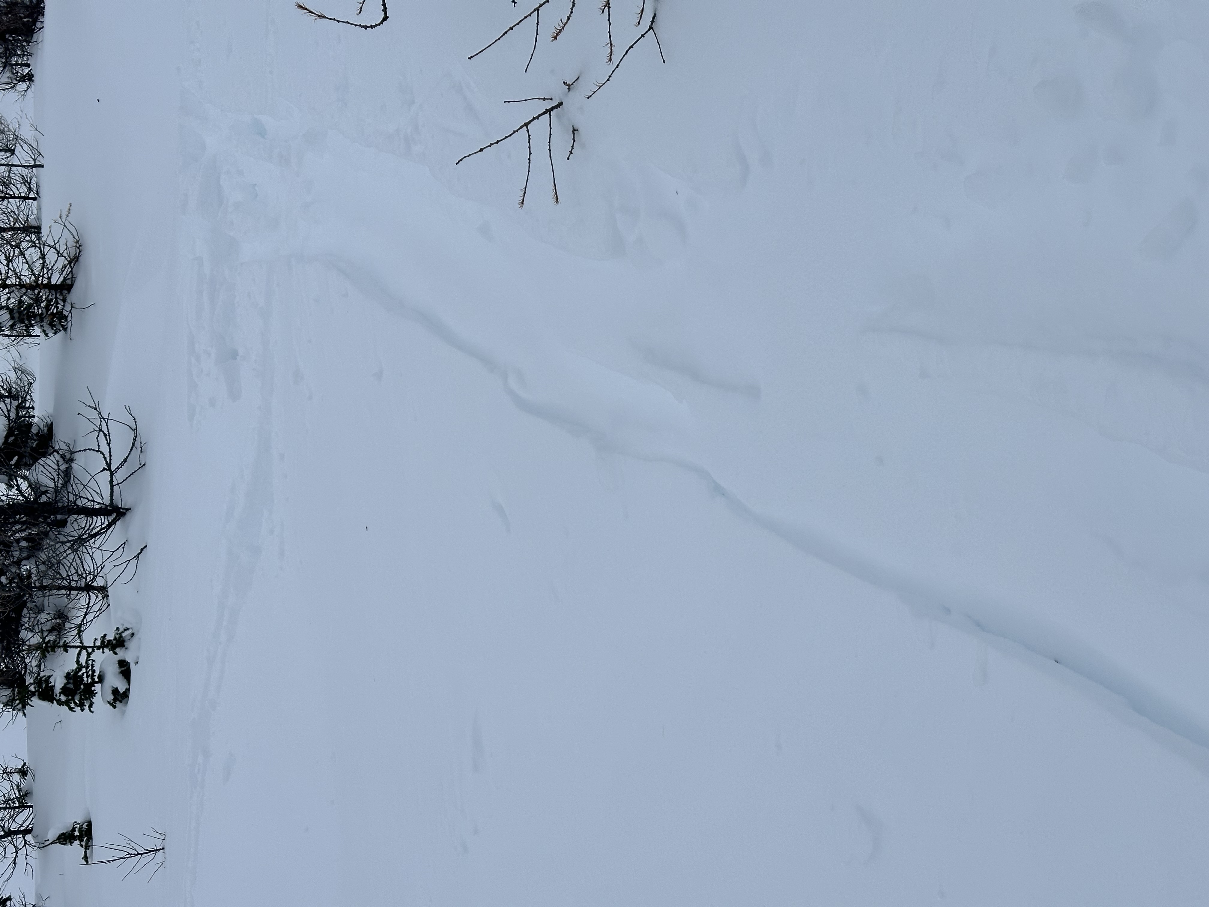 Observation photo