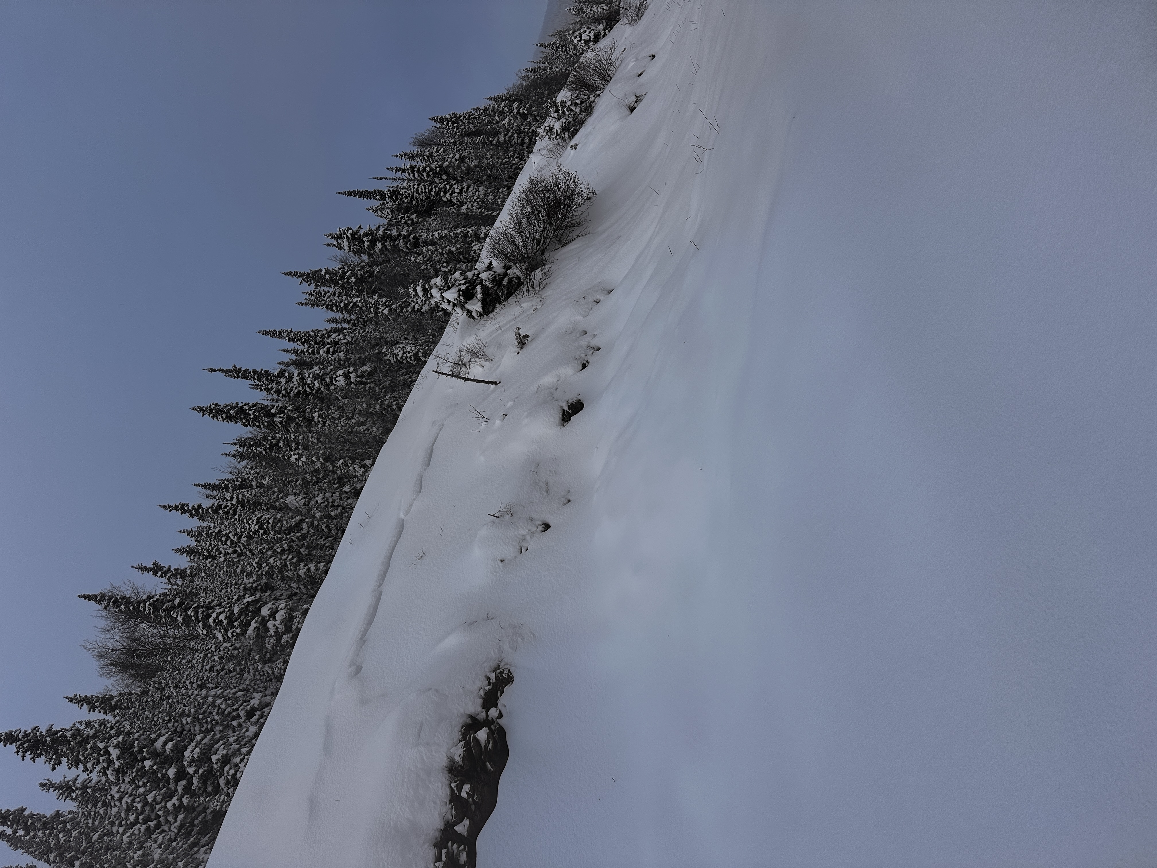 Observation photo