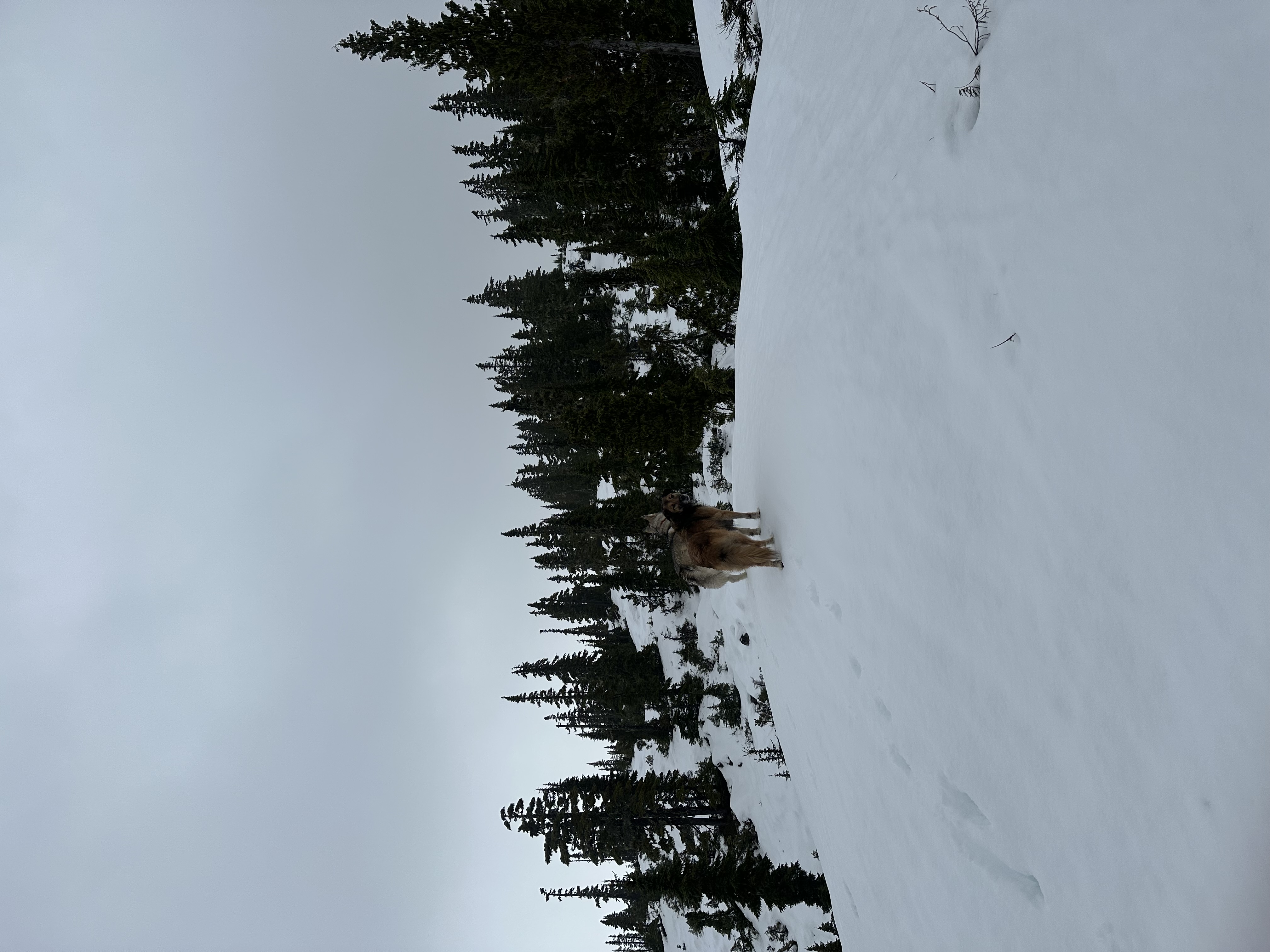 Observation photo