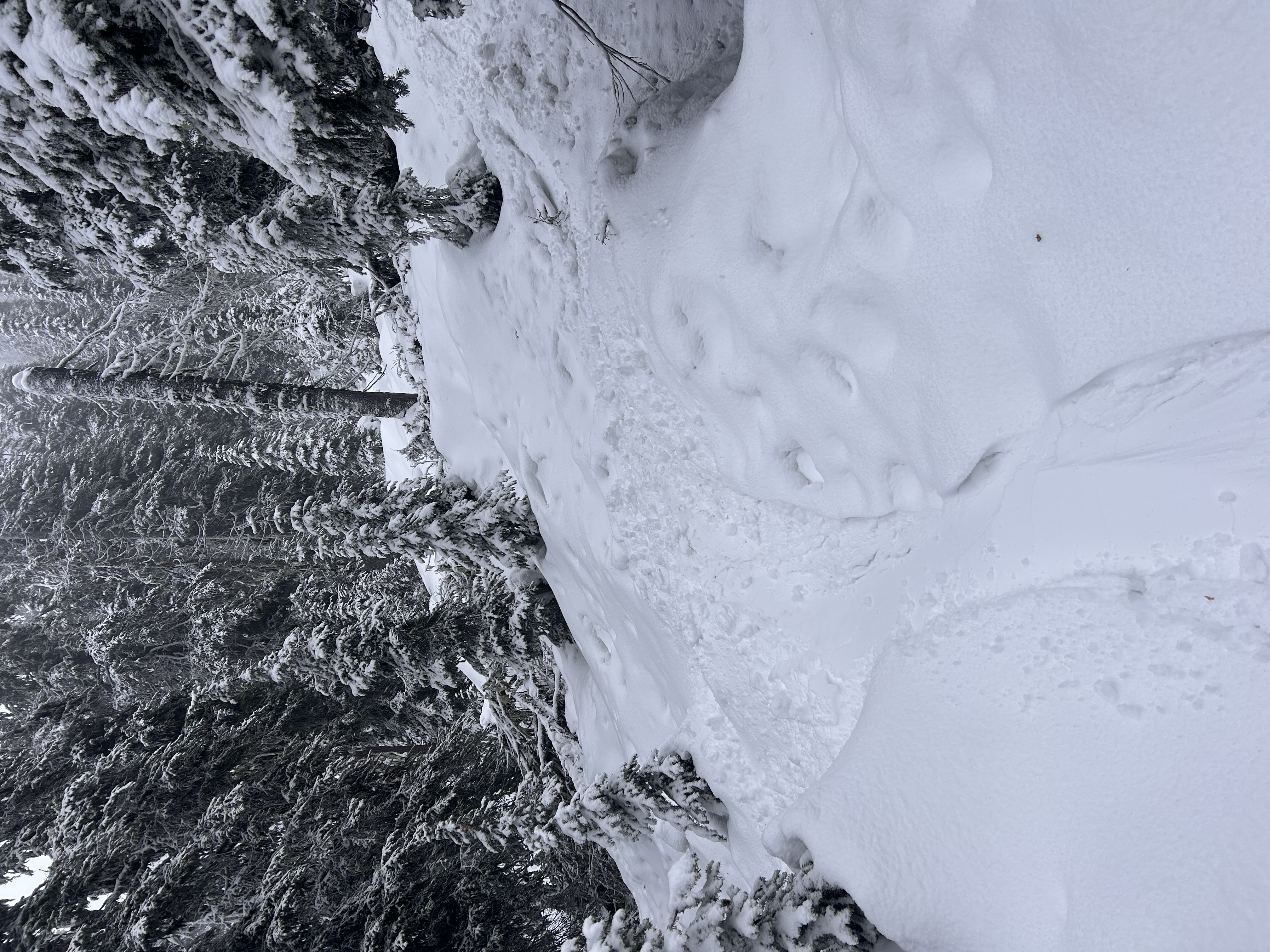 Observation photo