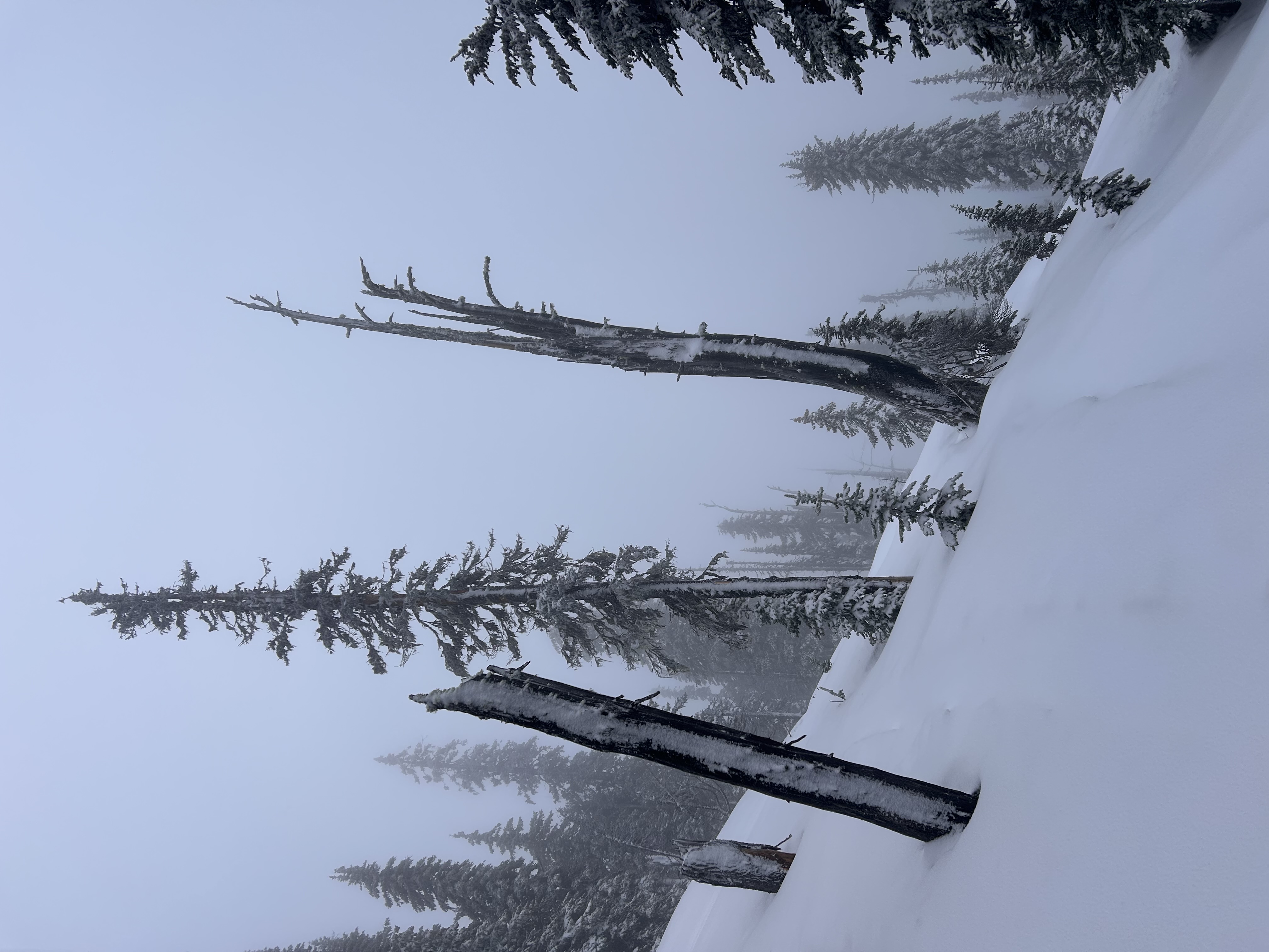 Observation photo