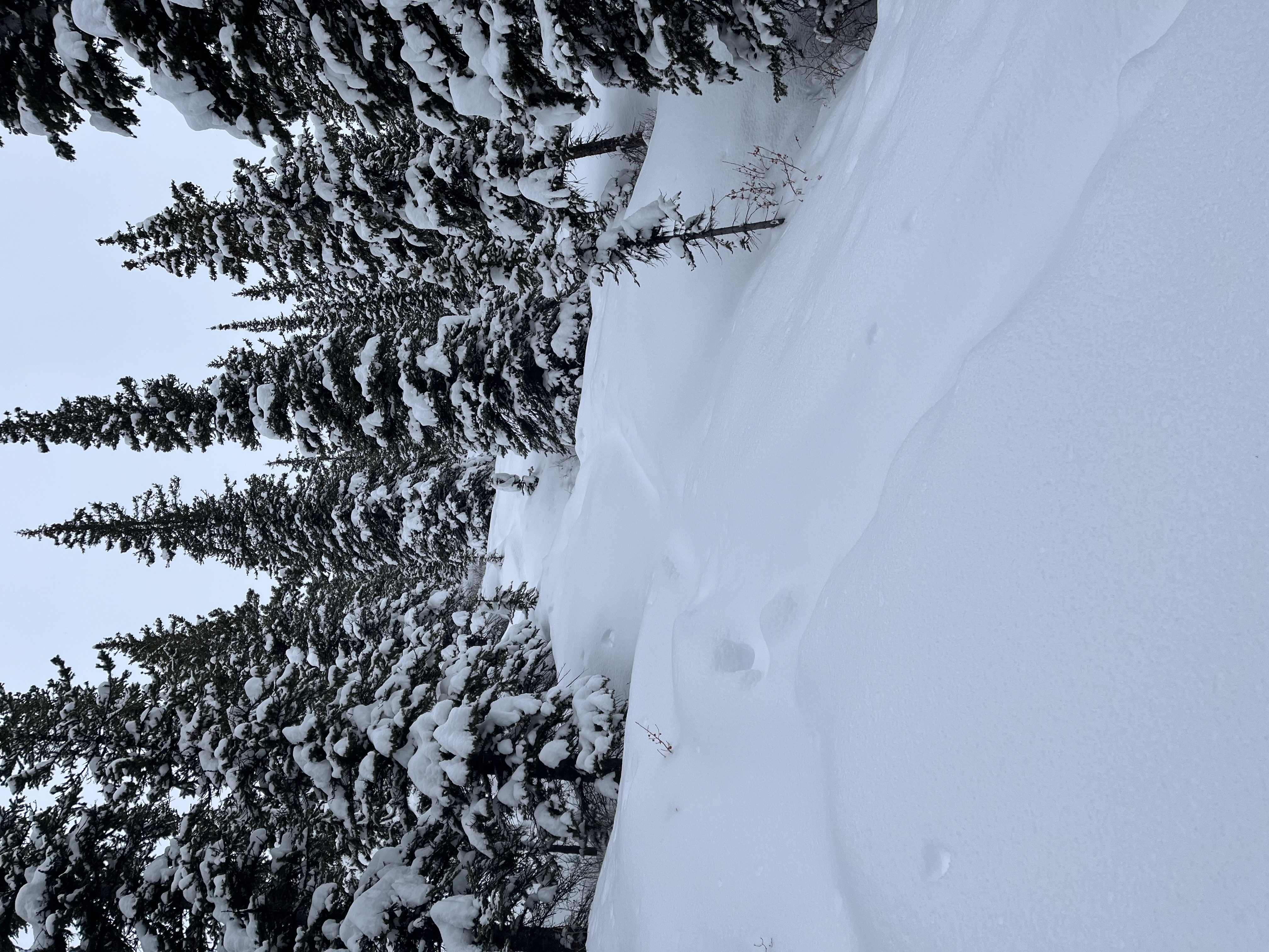 Observation photo