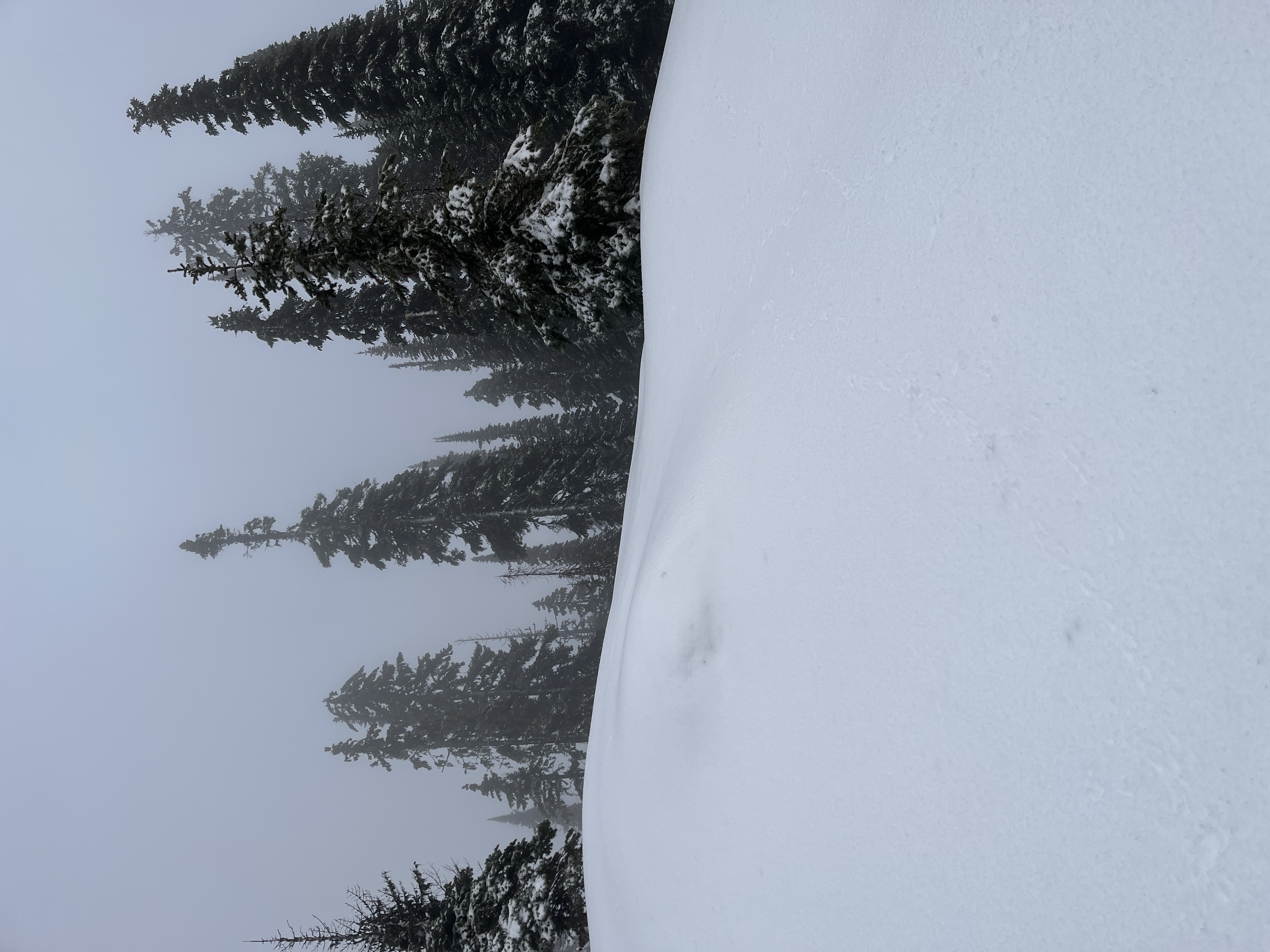 Observation photo