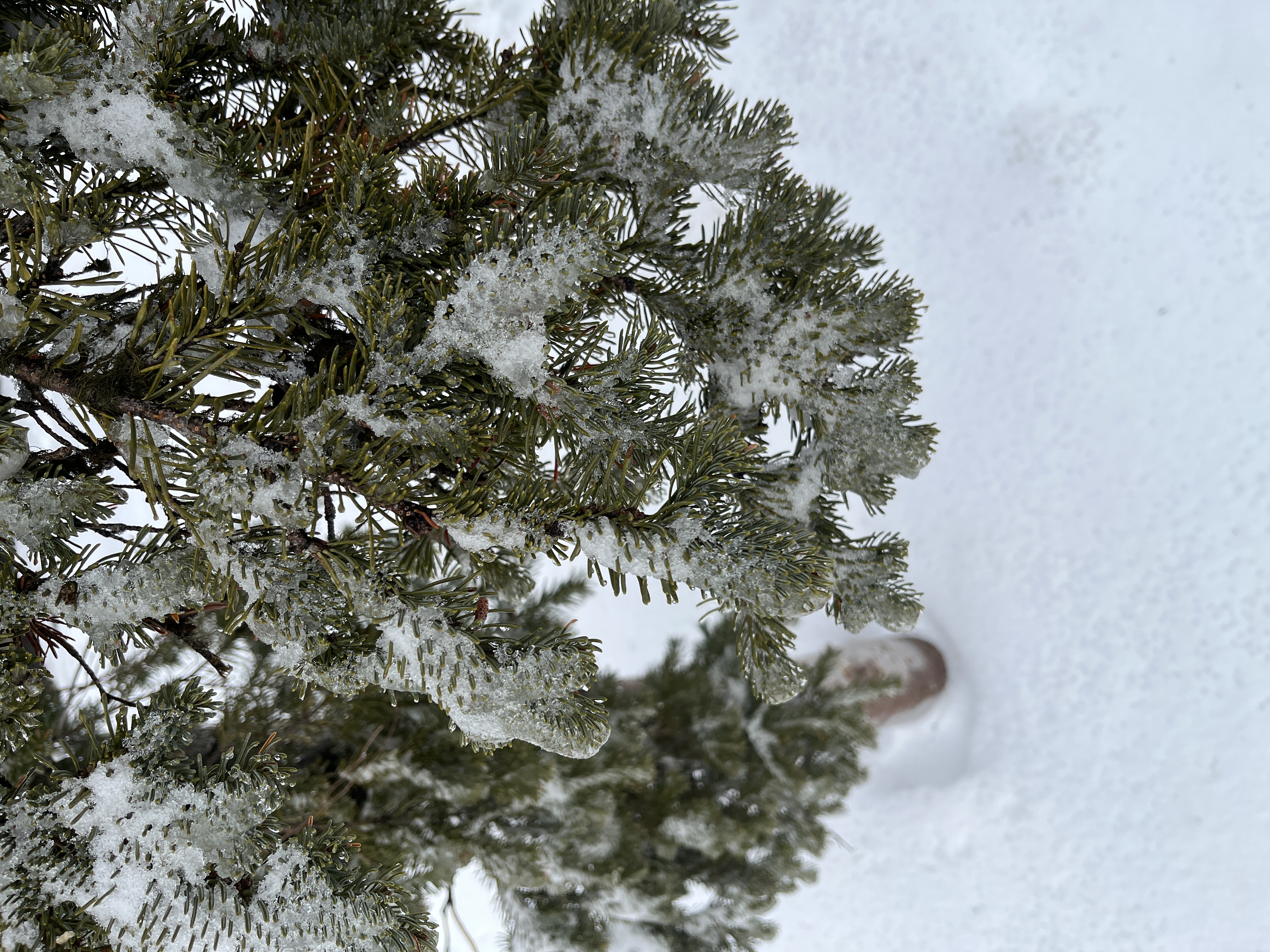 Observation photo