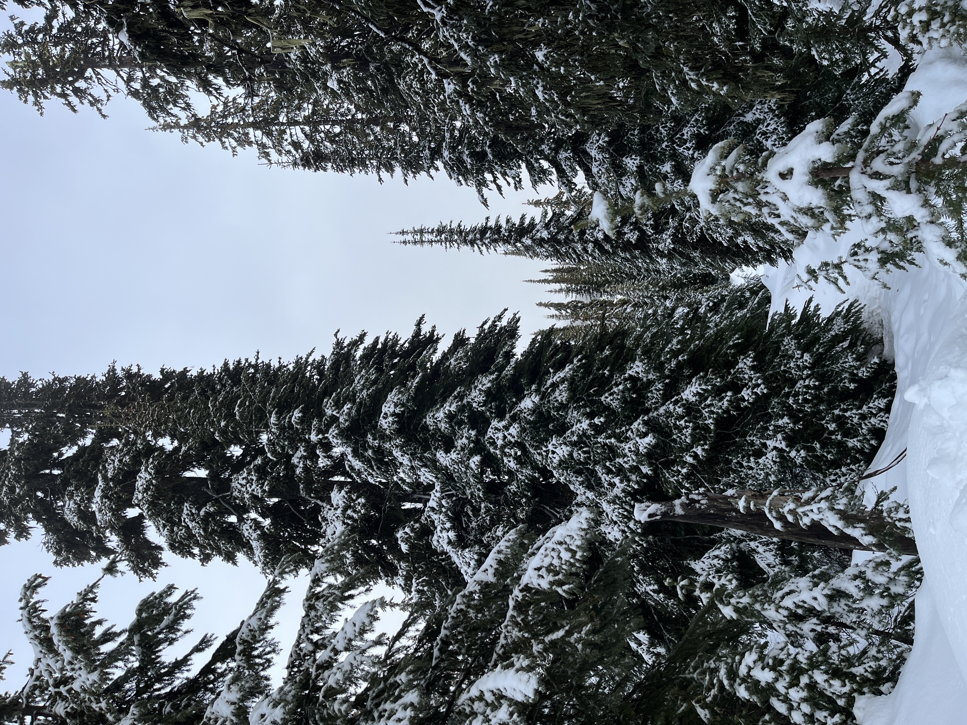 Observation photo