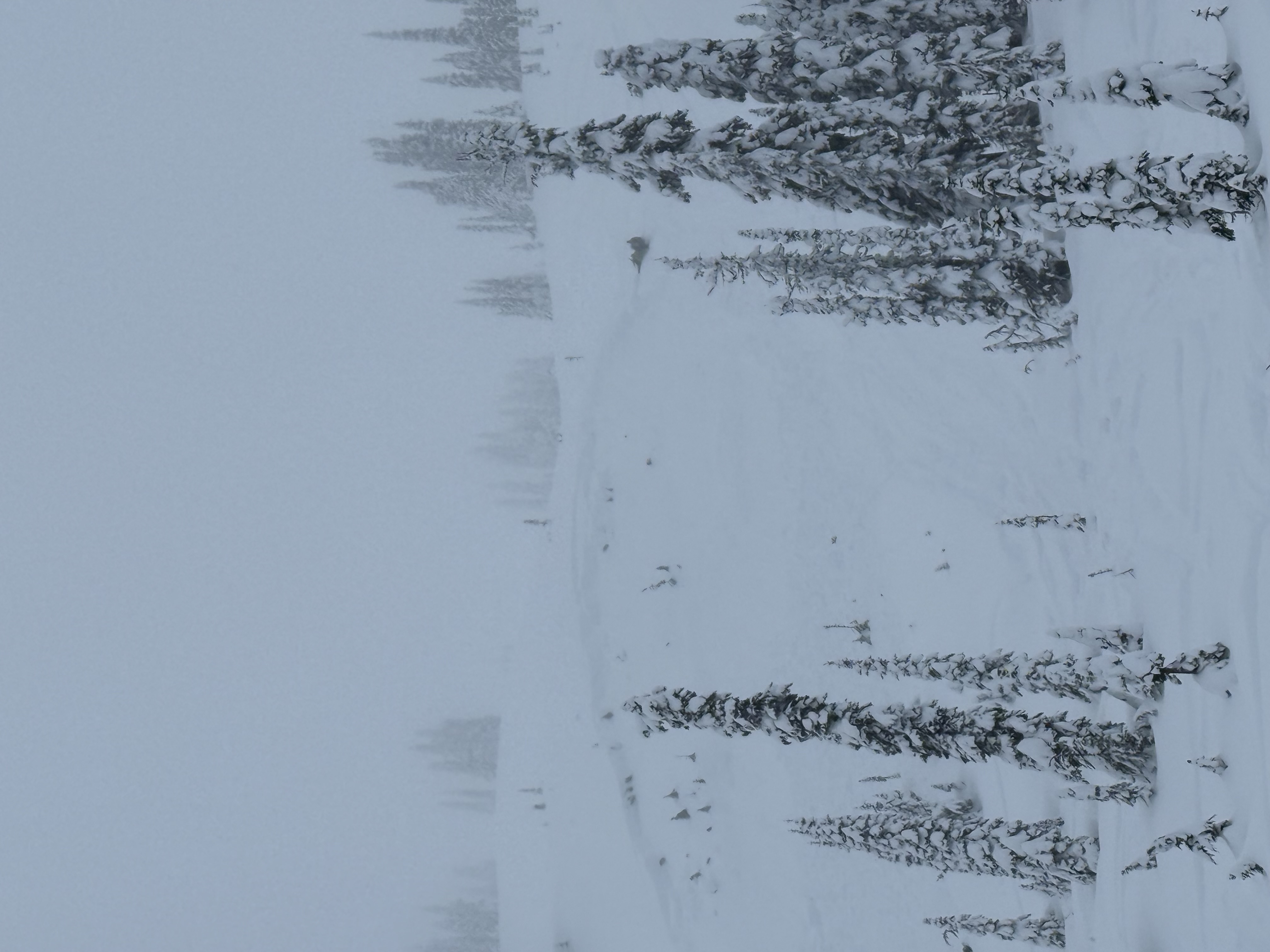 Observation photo