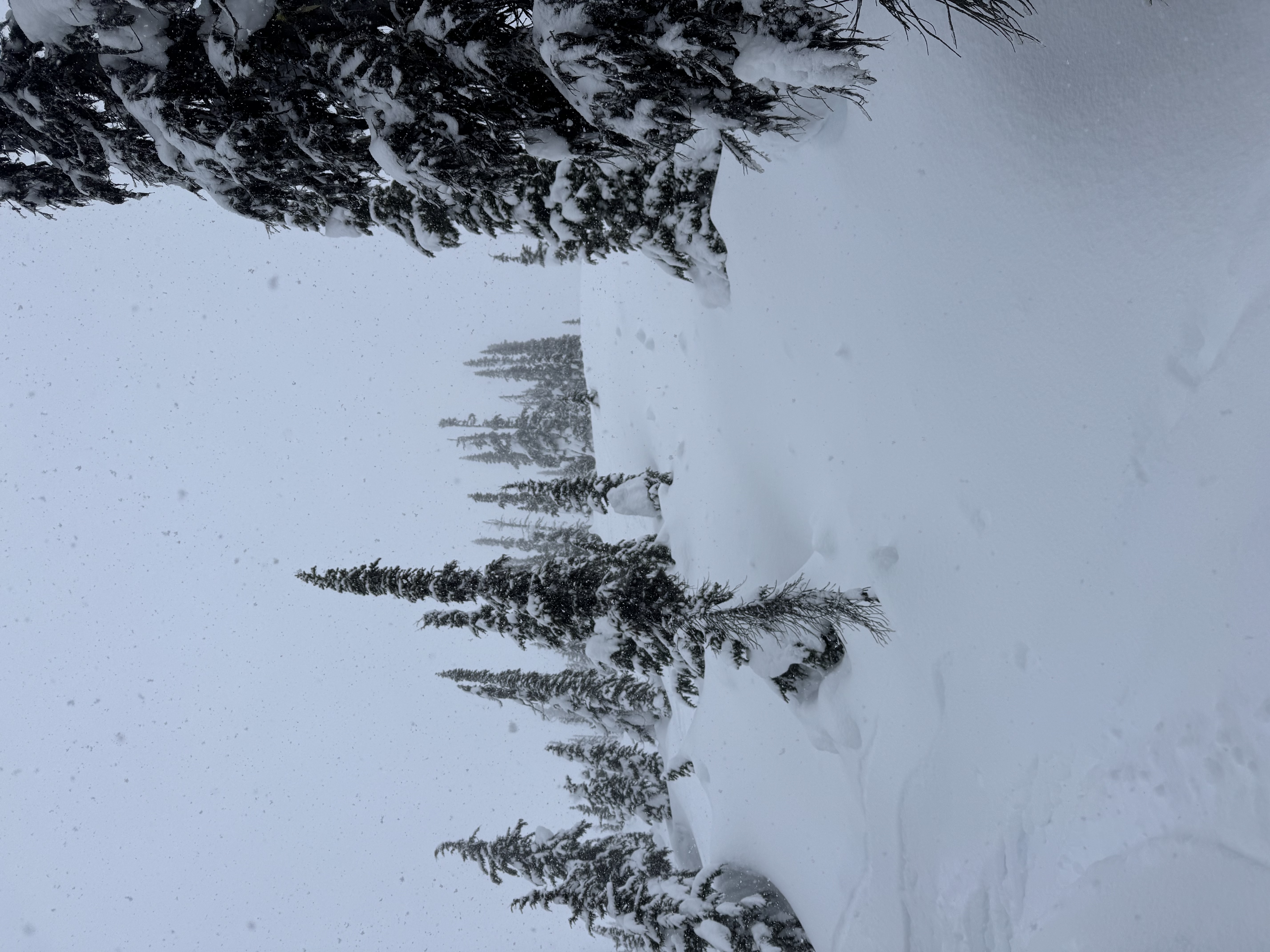 Observation photo