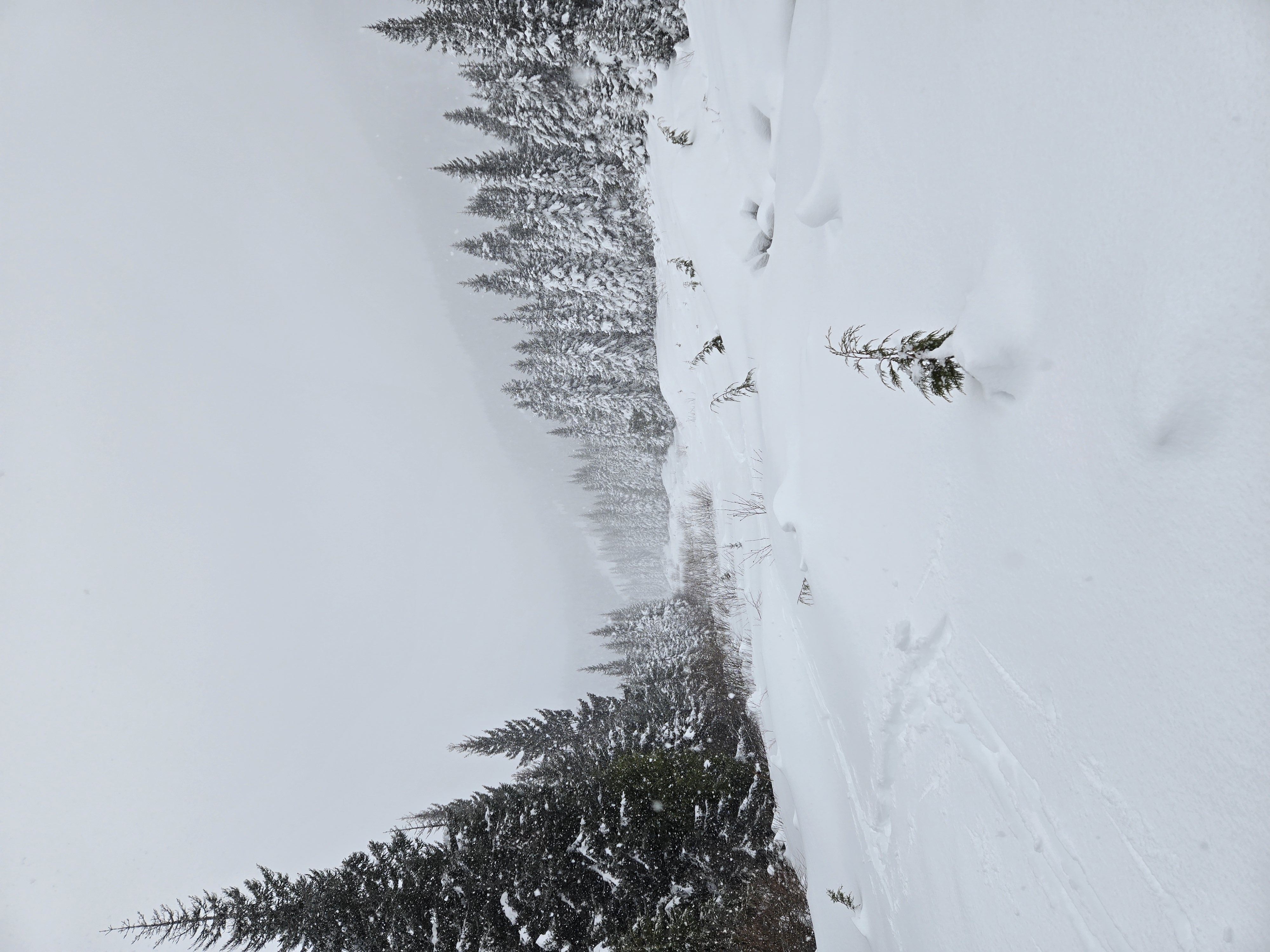 Observation photo